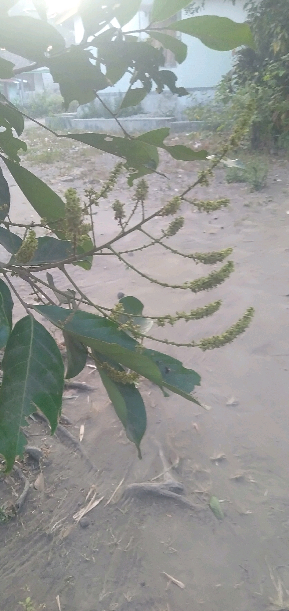 A branch of a tree with green leaves and small, undeveloped flower clusters hangs in the foreground. The background is a sandy path or ground, with a low wall and some vegetation. The scene appears to be outdoors, possibly in a semi-urban or rural area. The lighting suggests it is daytime, with sunlight filtering through the leaves. The location is Plemahan, Indonesia.