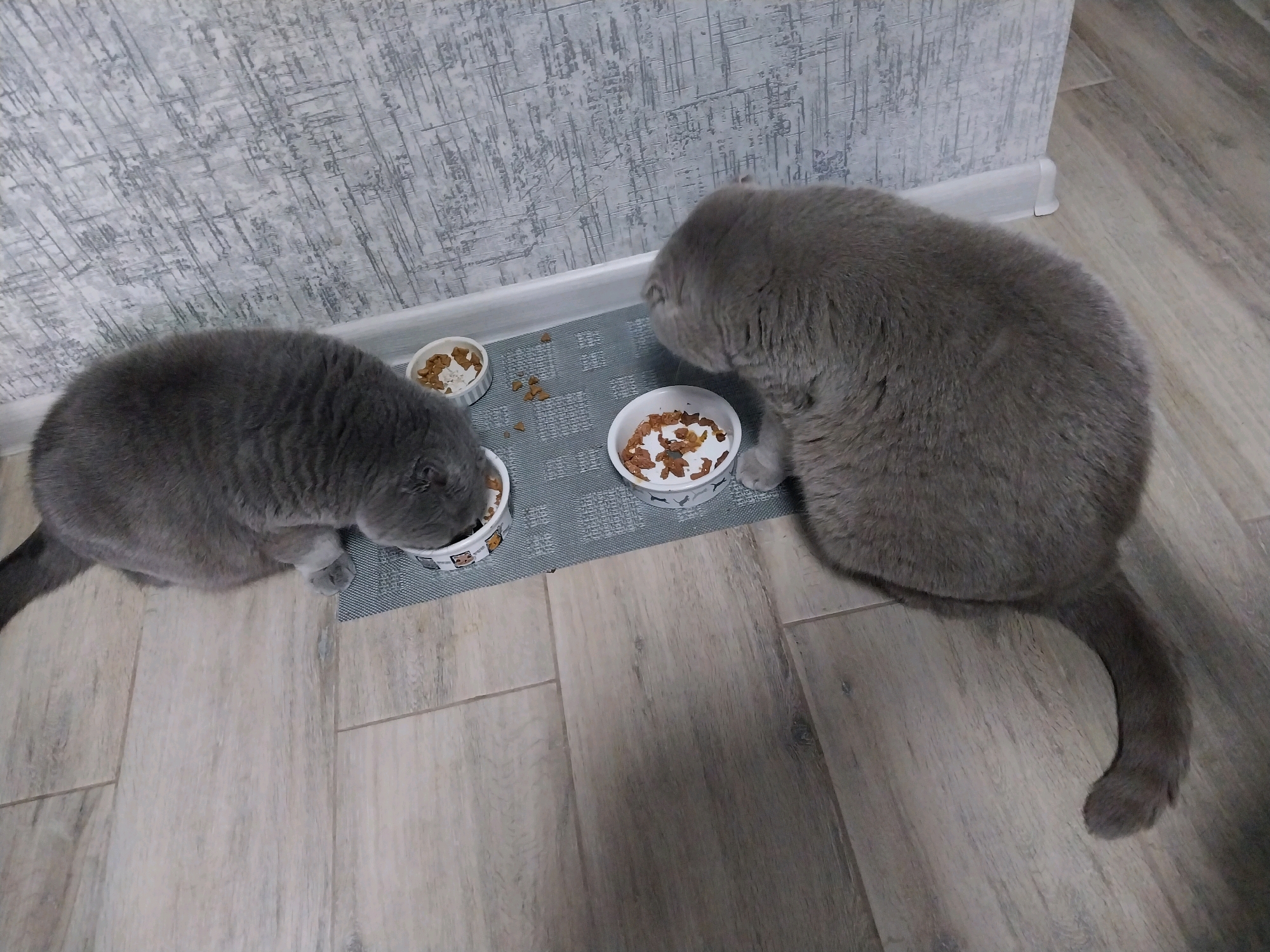 Two grey British Shorthair cats are eating from their food bowls. The cats are positioned on a grey placemat on a light-colored wooden floor. One cat is on the left side of the image, facing down into its bowl, and the other cat is on the right, also facing its bowl. The background shows a textured grey wall with a white baseboard. The scene appears to be indoors, in a residential setting. The image was taken in Dnipro, Ukraine.