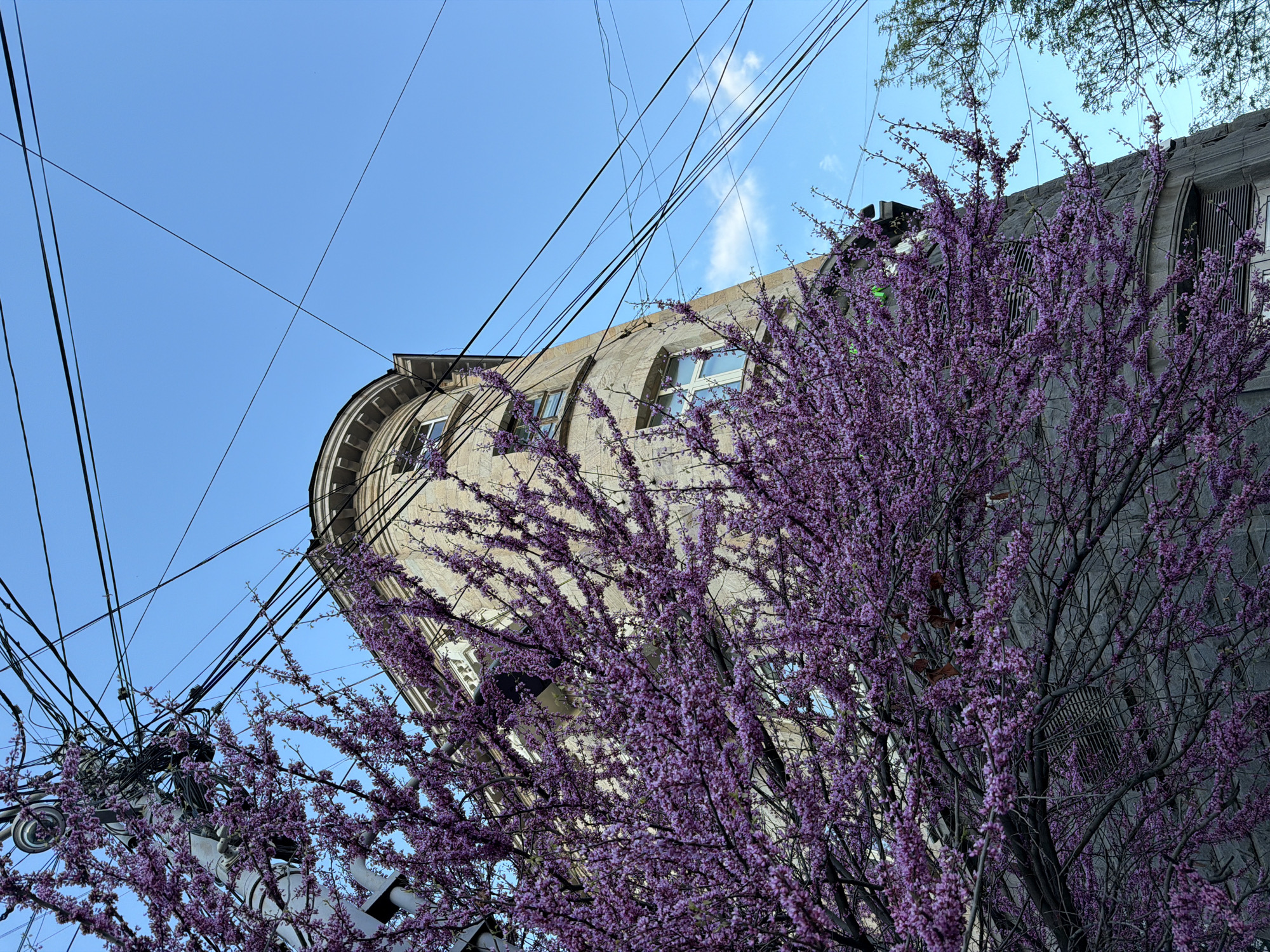 This upward-angled photograph captures an urban scene in Yerevan, Armenia, focusing on a vibrant purple-blossomed tree, a distinctive building, and a dense array of overhead utility wires against a clear blue sky.
In the foreground, a large tree is in full bloom, its branches laden with numerous small, intensely purple or pink flowers. These blossoms fill a significant portion of the frame, creating a striking contrast with the more subdued tones of the building behind it. The tree's bare branches are visible among the flowers.
Behind the flowering tree stands a light-colored, possibly stone or concrete, building. It features a prominent curved or cylindrical section with multiple windows. These windows are arched at the top and framed in white, contributing to a classic architectural style. The building appears sturdy and well-established.
Above the building and crisscrossing the clear expanse of the sky is an intricate network of black electrical or communication wires. These cables create numerous intersecting lines across the blue backdrop, particularly concentrated on the left side of the image, where they seem to emanate from a utility pole partially obscured by the tree.
The sky is a bright, unblemished blue, with only faint traces of white cloud visible in the upper right. The strong, even lighting suggests it is daytime, likely during the spring season given the tree's blossoms. The overall impression is one of natural beauty intertwined with the functional complexities of an urban environment. No visible text is present in the image.