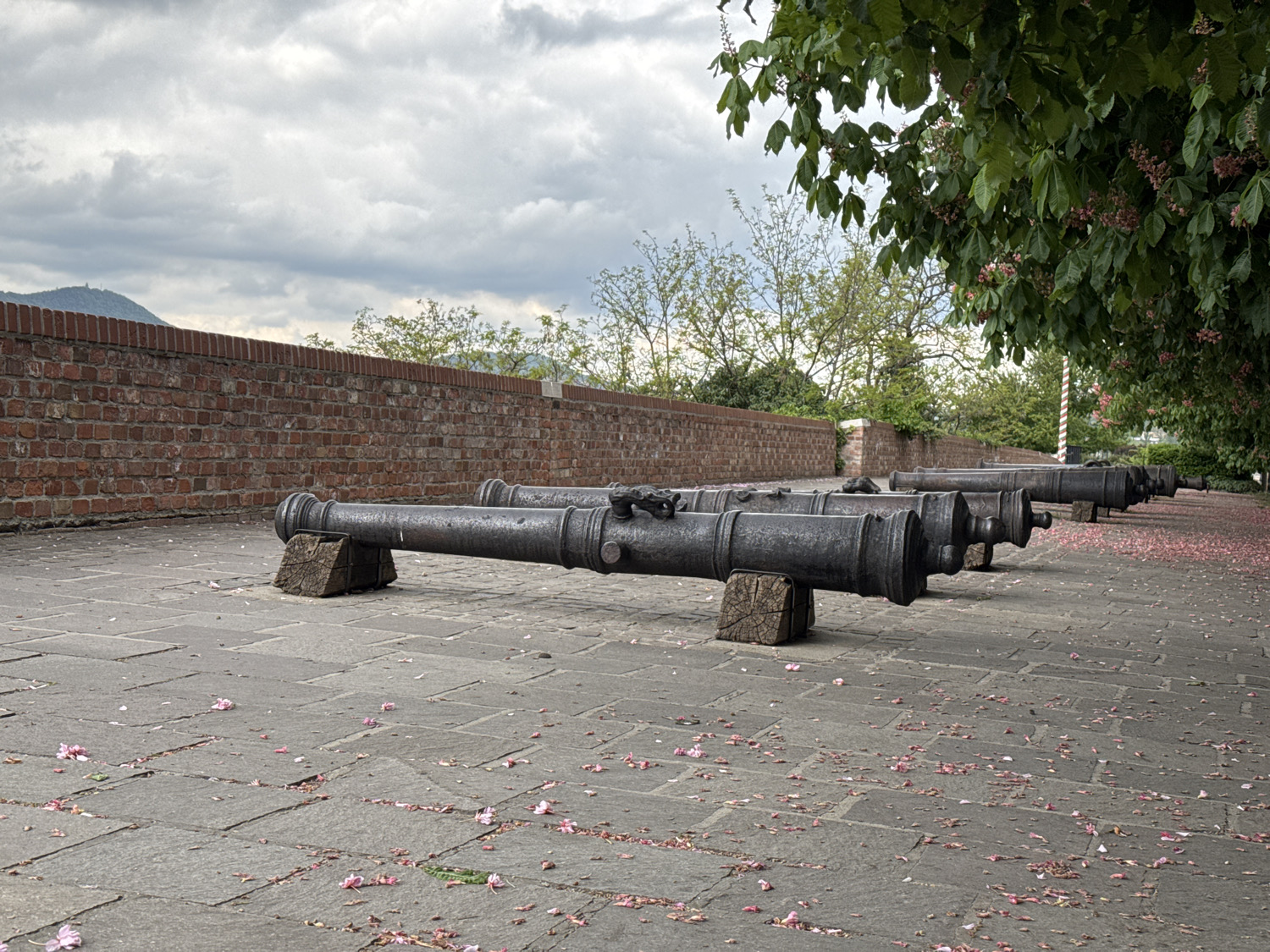 The image presents an outdoor historical setting, likely in Budapest, Hungary, featuring a prominent row of six dark, cast-iron cannons. These old-fashioned cannons are positioned on wooden blocks or basic carriages, extending in a diagonal line from the foreground towards the upper right of the frame. The ground beneath them is a paved walkway made of irregular grey stone pavers, which are visibly covered with scattered pink petals, suggesting a springtime scene.
To the left, a long, sturdy red brick wall spans the midground horizontally, indicating a fortification or elevated platform. Beyond this wall, in the distance, a subtle outline of hills or mountains is visible beneath a heavily overcast, cloudy sky. On the right side of the image, a dense canopy of green trees, possibly chestnut or similar flowering species, drapes over the walkway, contributing to the scattered petals. A faint red and white striped pole can be glimpsed through the foliage further along the path.
The lighting is soft and diffused due to the thick cloud cover, suggesting either an overcast day or the softer light of early morning or late afternoon. No people are present in the scene, and no visible text can be identified. The image conveys a sense of history and peaceful tranquility, with the inactive cannons serving as a reminder of a bygone era.