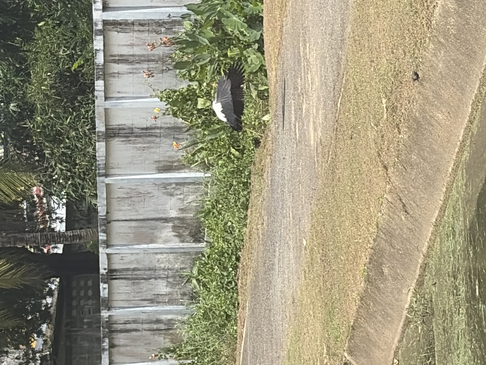 A bird with black and white wings is captured mid-flight in an outdoor setting. The bird is positioned over a dirt path with dry grass on either side. Behind the path, a concrete wall with vertical lines runs horizontally across the image, separating it from lush green foliage and some orange flowers. Palm trees are visible above the wall in the background. To the left of the path, a concrete ditch filled with green, algae-covered water is visible. The scene appears to be in a natural or semi-natural environment within a city.