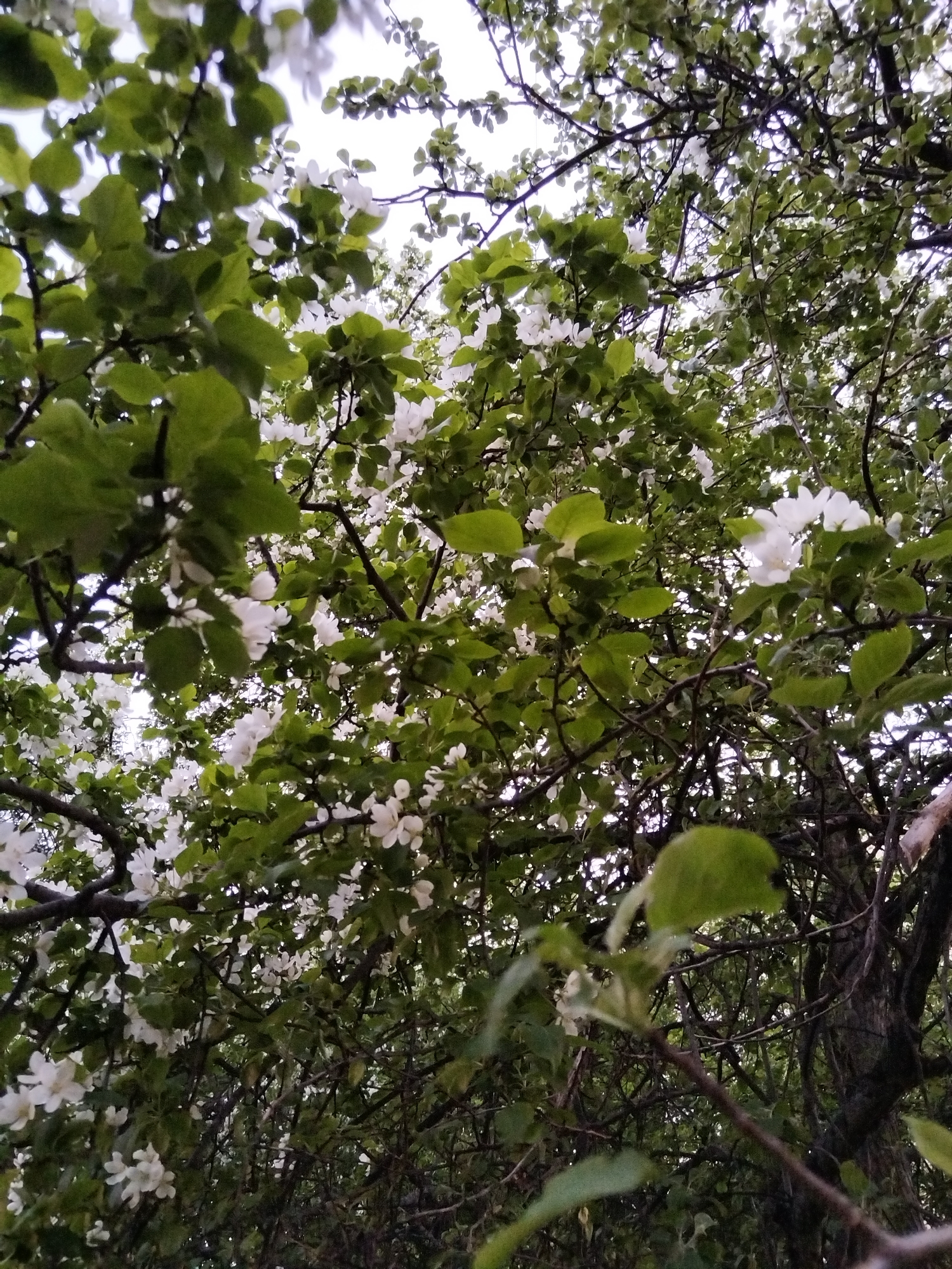 The image depicts a view looking up into the branches of a tree in full bloom. The tree has green leaves and white flowers. The branches are thin and dark. The sky is visible through the branches and leaves and is white. The photograph appears to have been taken during the daytime in Chaikovsky, Russia.