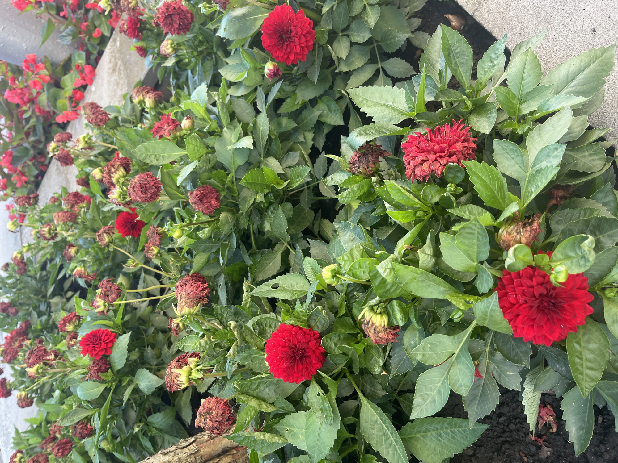 This image shows a close-up of a bed of red dahlia flowers, many of which are in full bloom, while others are in various stages of wilting or are developing buds. The flowers are densely packed together, with lush green foliage surrounding them. The planting appears to be part of a public landscape, possibly along a pathway or walkway, indicated by the presence of a concrete border in the lower right of the frame. A portion of a tree trunk is visible on the left side of the image. The scene is bathed in natural light, creating shadows and highlighting the textures of the petals and leaves. No people are present in the image. The context of Stavropol, Russia, cannot be determined from the visual information within the image itself.