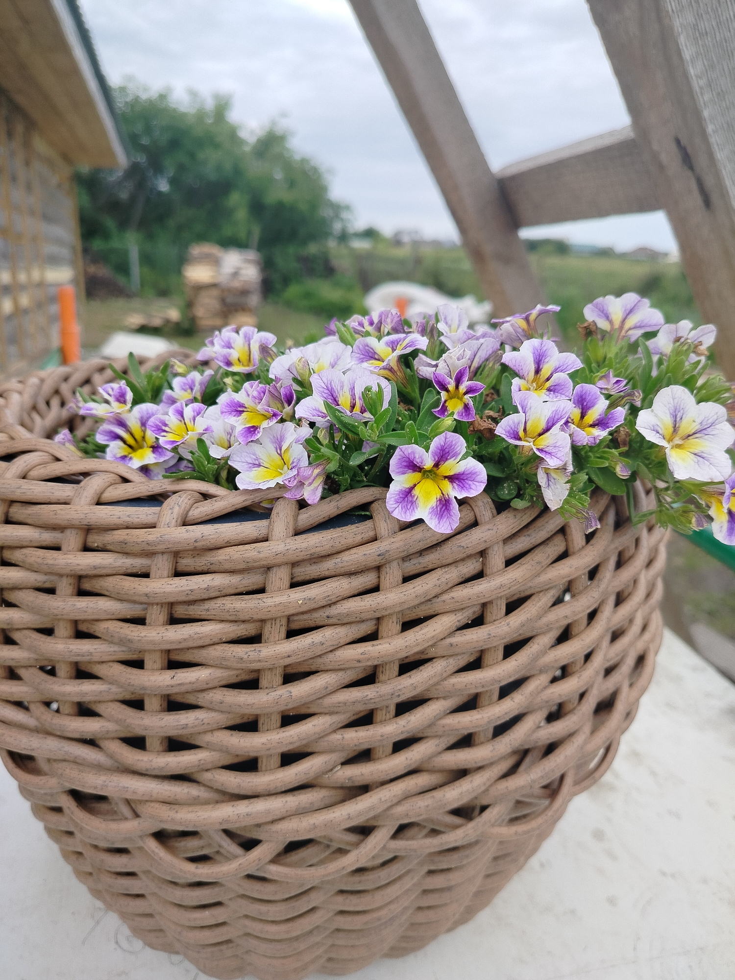 A close-up shot shows a woven basket filled with vibrant purple and yellow petunia flowers. The basket's intricate weave is a warm, neutral brown, contrasting with the bright blooms. The flowers are densely packed, with many individual blossoms in focus, showcasing their delicate petals and striking yellow centers. Green foliage peeks out from between the flowers, adding depth to the arrangement.
In the background, the scene transitions to an outdoor setting. To the left, part of a rustic wooden building with a sloped roof is visible, suggesting a rural or garden environment. Further back, a stack of firewood is piled, and beyond that, lush green trees form a natural backdrop. The sky above is overcast, with soft, diffused light indicating a cloudy day, possibly in the late morning or afternoon. The overall atmosphere is peaceful and natural, with a focus on the beauty of the flowers and their rustic surroundings.
No people are visible in the image. The activity taking place is simply the display of the flowers in the basket, arranged outdoors. There is no visible text within the image. The location context of Вазерки, Russia, aligns with the rustic, natural elements depicted in the photograph.