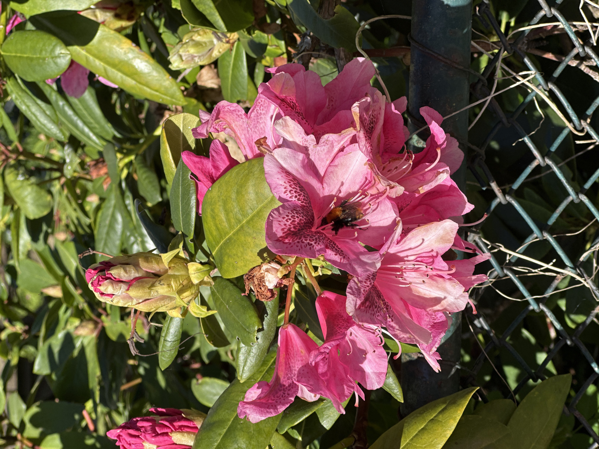 A close-up shot captures a cluster of pink rhododendron flowers, some fully bloomed and others still in bud. A bumblebee is seen inside one of the flowers. The blossoms are speckled with darker pink patterns. The scene is partially framed by green leaves and a green wire fence. The specific location in Amsterdam, Netherlands cannot be determined from this single image.