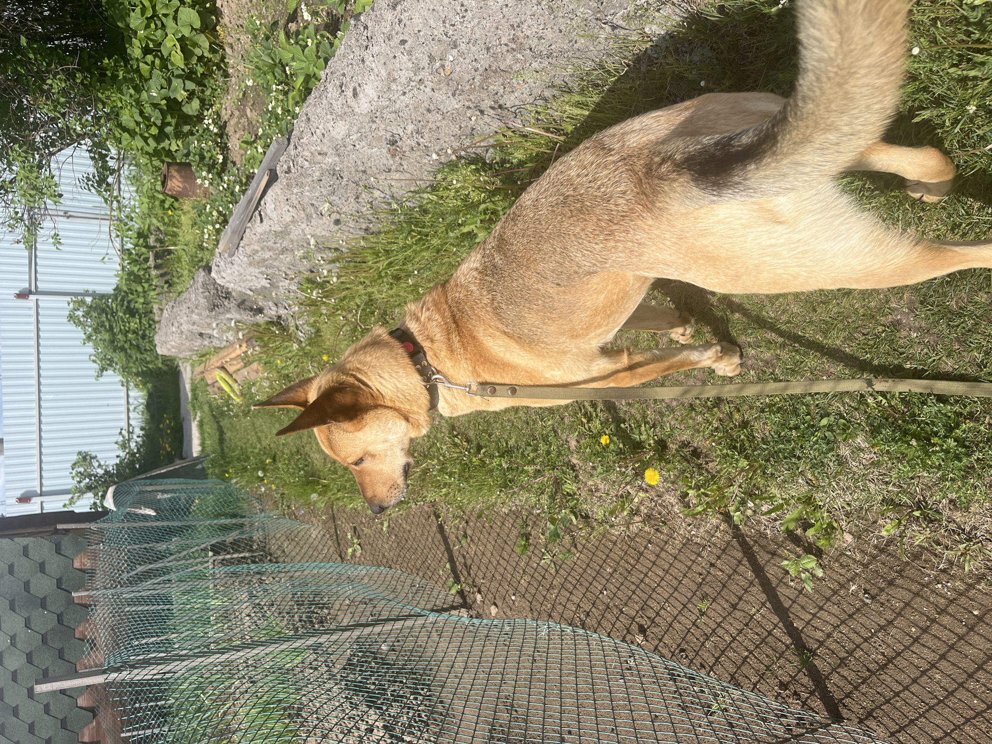 A tan and brown dog with a black collar and leash stands in a grassy yard. The dog is facing downward and to the left. The background includes a concrete slab, greenery, and a green wire fence. Parts of a building with green shingles are visible in the lower left corner. The location is most likely Nizhny Tagil, Russia.