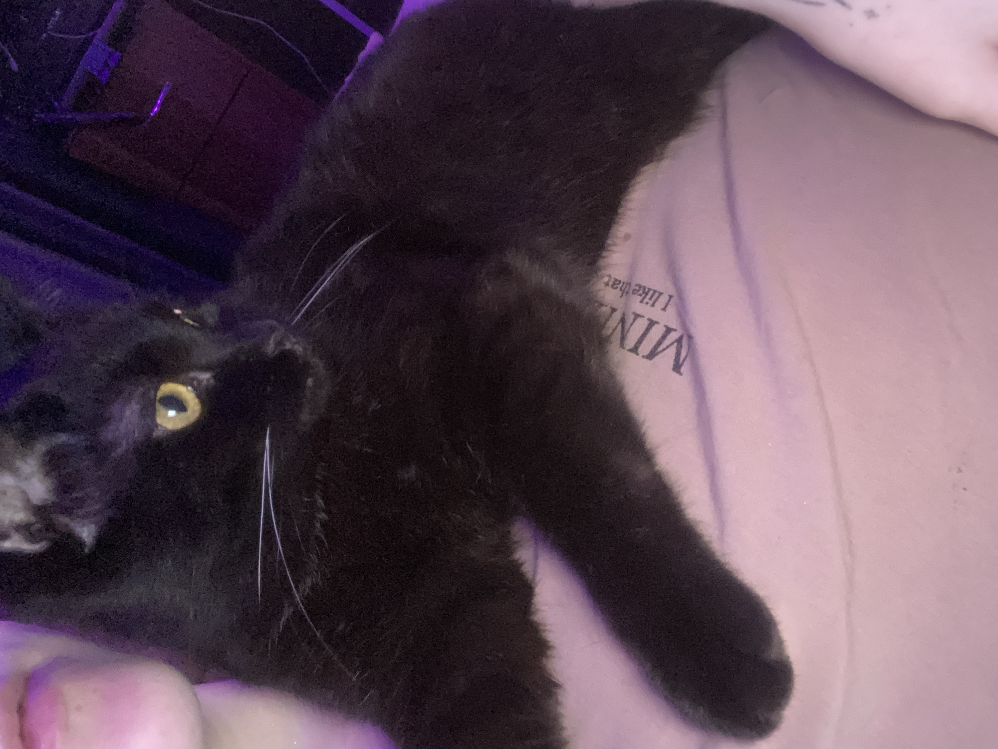 A black cat with yellow eyes and white whiskers is lying on a person who is wearing a pink T-shirt. The T-shirt has "MIN" printed on it and the phrase "I like that". The background is dark, with some purple lighting visible above. There is no indication that this is in Izhevsk, Russia.