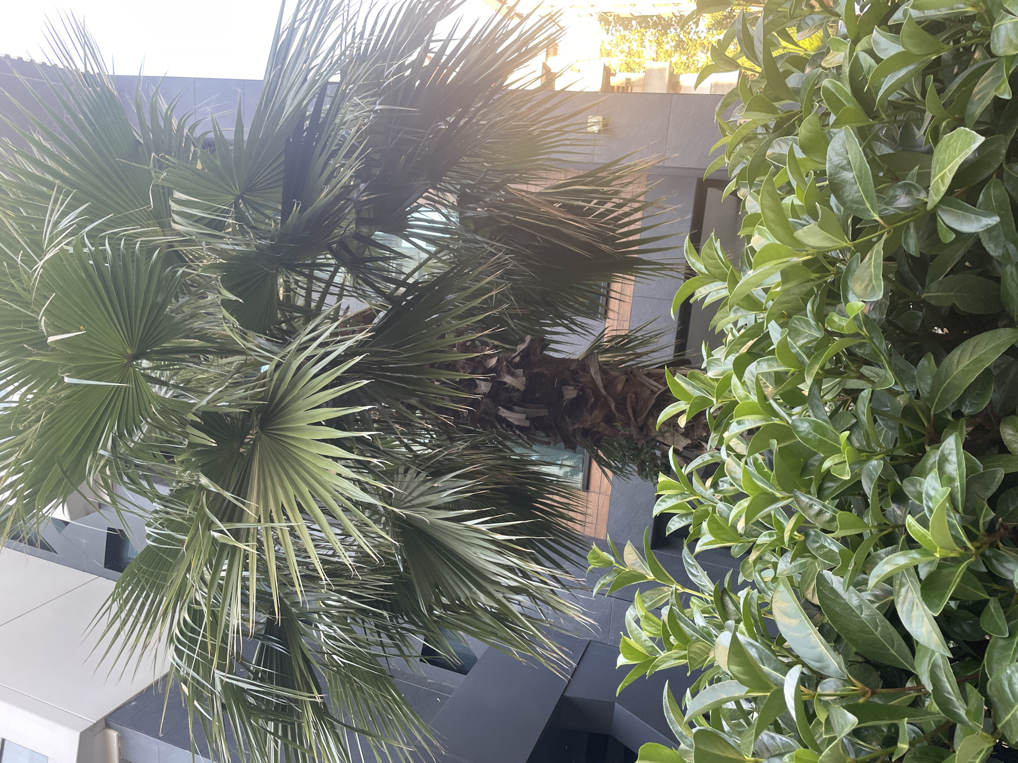 A large palm tree with green fronds is the central subject, positioned in front of a modern building with dark gray and white panels. Below the palm tree, a dense hedge of bright green leaves fills the foreground. The building has large windows that reflect the light. The overall scene suggests an urban environment, possibly a courtyard or public space within Kadıköy, Turkey. There are no people or animals visible in the image. The lighting indicates it is daytime, with sunlight casting shadows and creating a slightly hazy effect.