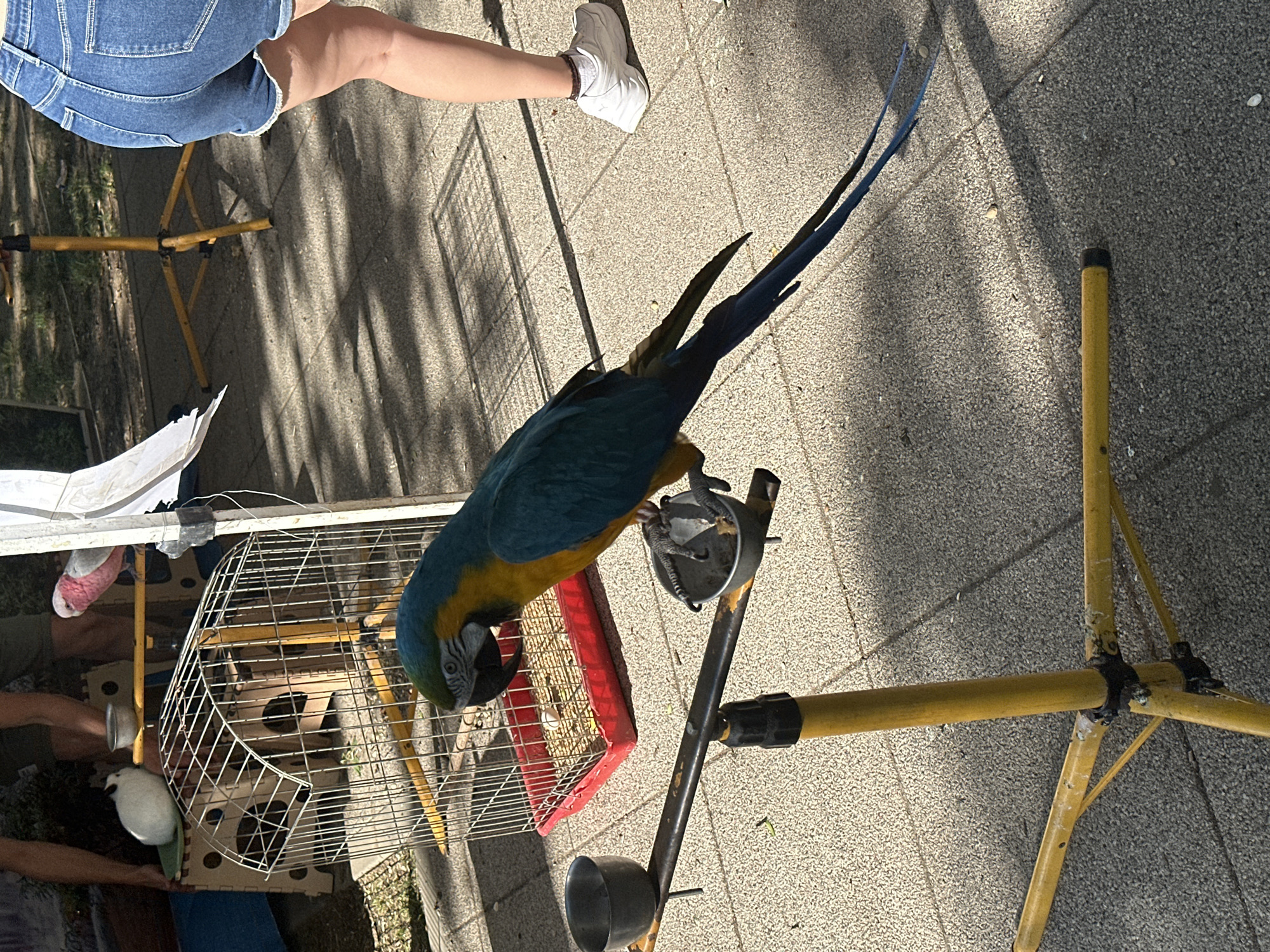 The image shows a blue-and-yellow macaw perched on a metal stand with a small cage nearby. A person wearing jean shorts and white sneakers is partially visible in the background. The scene is outdoors on a paved surface, likely a sidewalk. The location is unspecified.