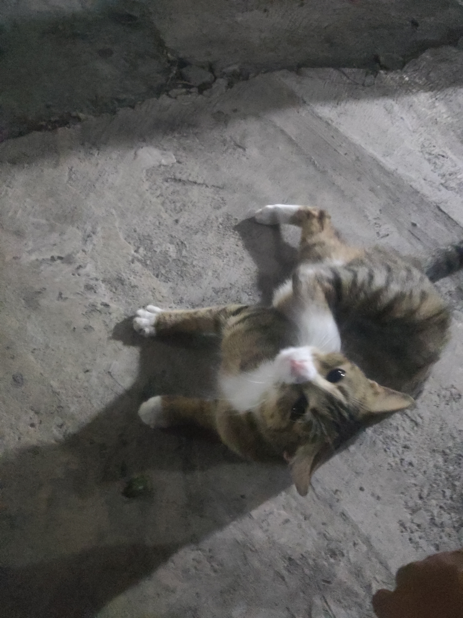 A tabby and white cat is lying on its back on a concrete surface. The cat's paws are in the air, and it appears to be scratching its belly. The cat's eyes are open, and it is looking at the camera. The concrete surface is rough and textured, with some cracks and stains. There are shadows cast on the concrete, indicating the presence of a light source. The scene appears to be outdoors, possibly in a street or alleyway in Trihanggo, Indonesia.