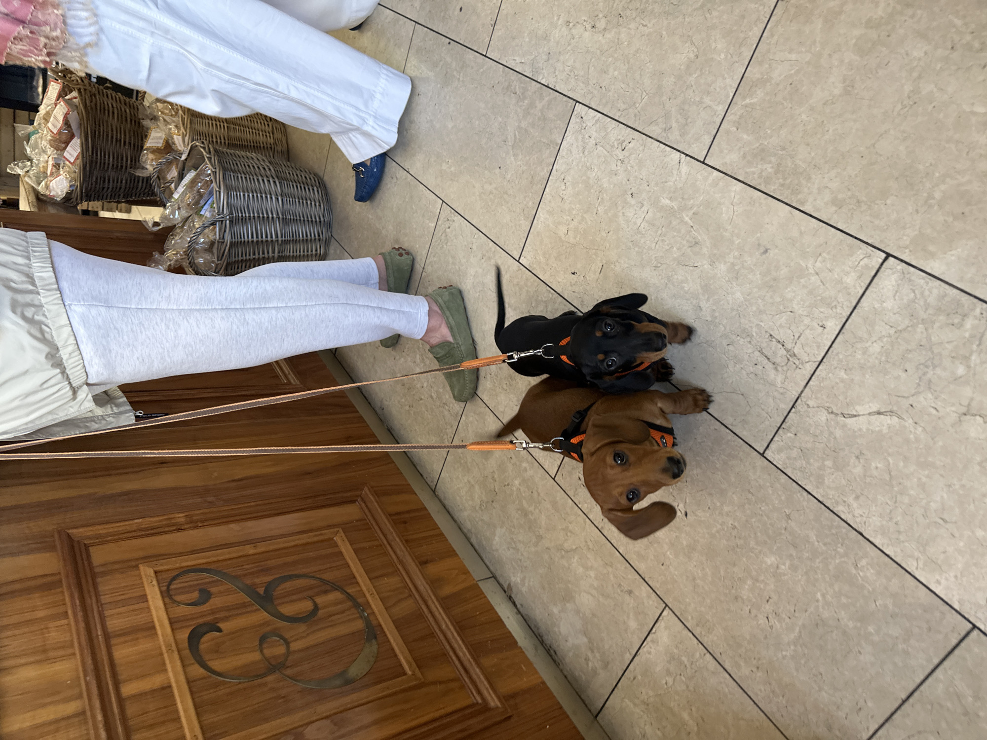The image shows two dachshund puppies on leashes standing on a tiled floor. One is black and tan, the other is brown. They are facing the camera, and leashes are attached to them. People's legs are visible, one pair wearing white trousers and blue shoes, the other wearing gray leggings and green shoes. Behind them are baskets of food. A wooden door with decorative metalwork is also visible in the corner. The location is in the city of London, United Kingdom.