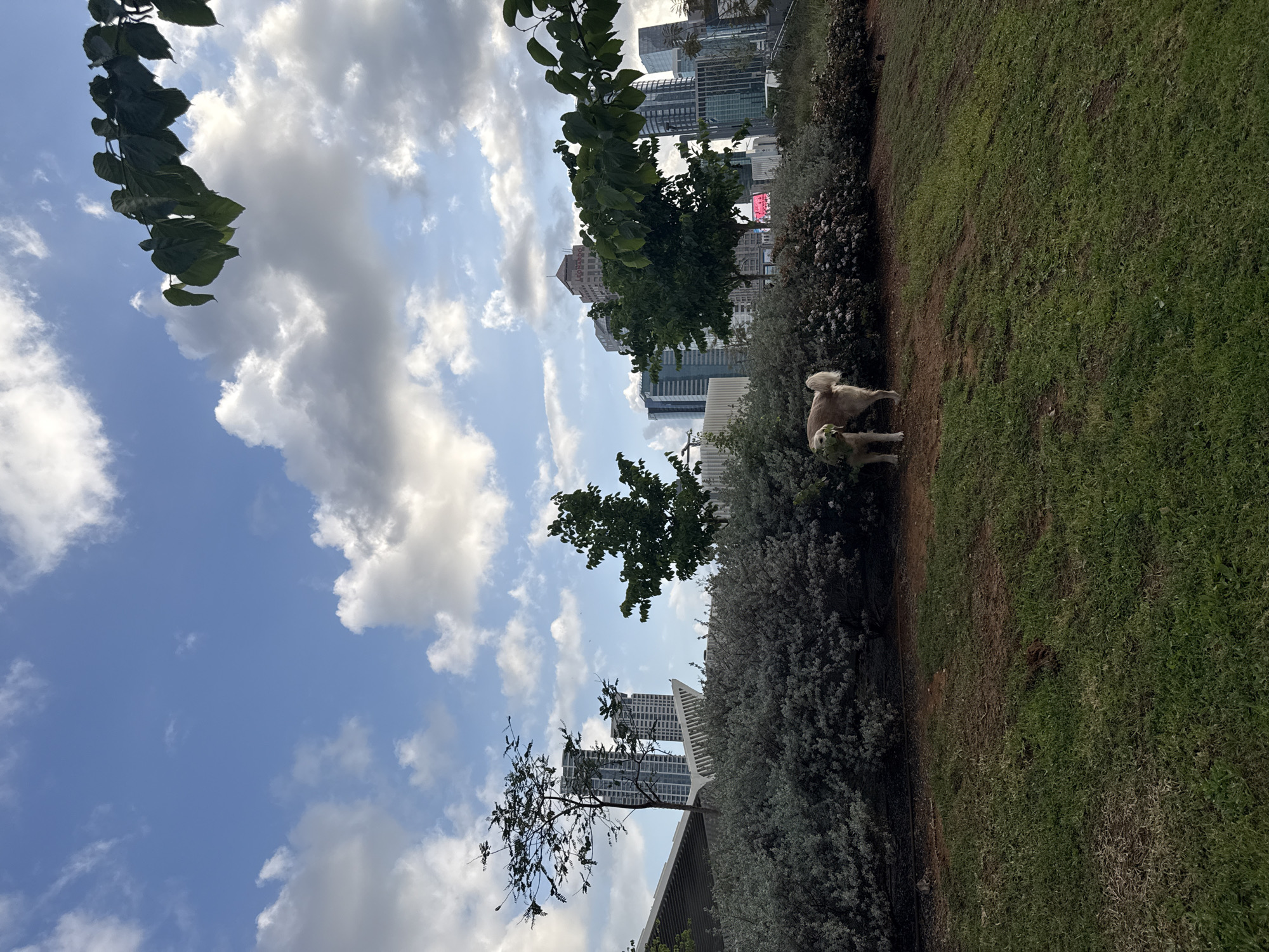 The image shows a park in Tel Aviv, Israel, with modern buildings in the background. Two dogs are standing near a hedge. The sky is blue with white clouds, and a few trees and bushes are visible. The park has grass and a strip of dirt.