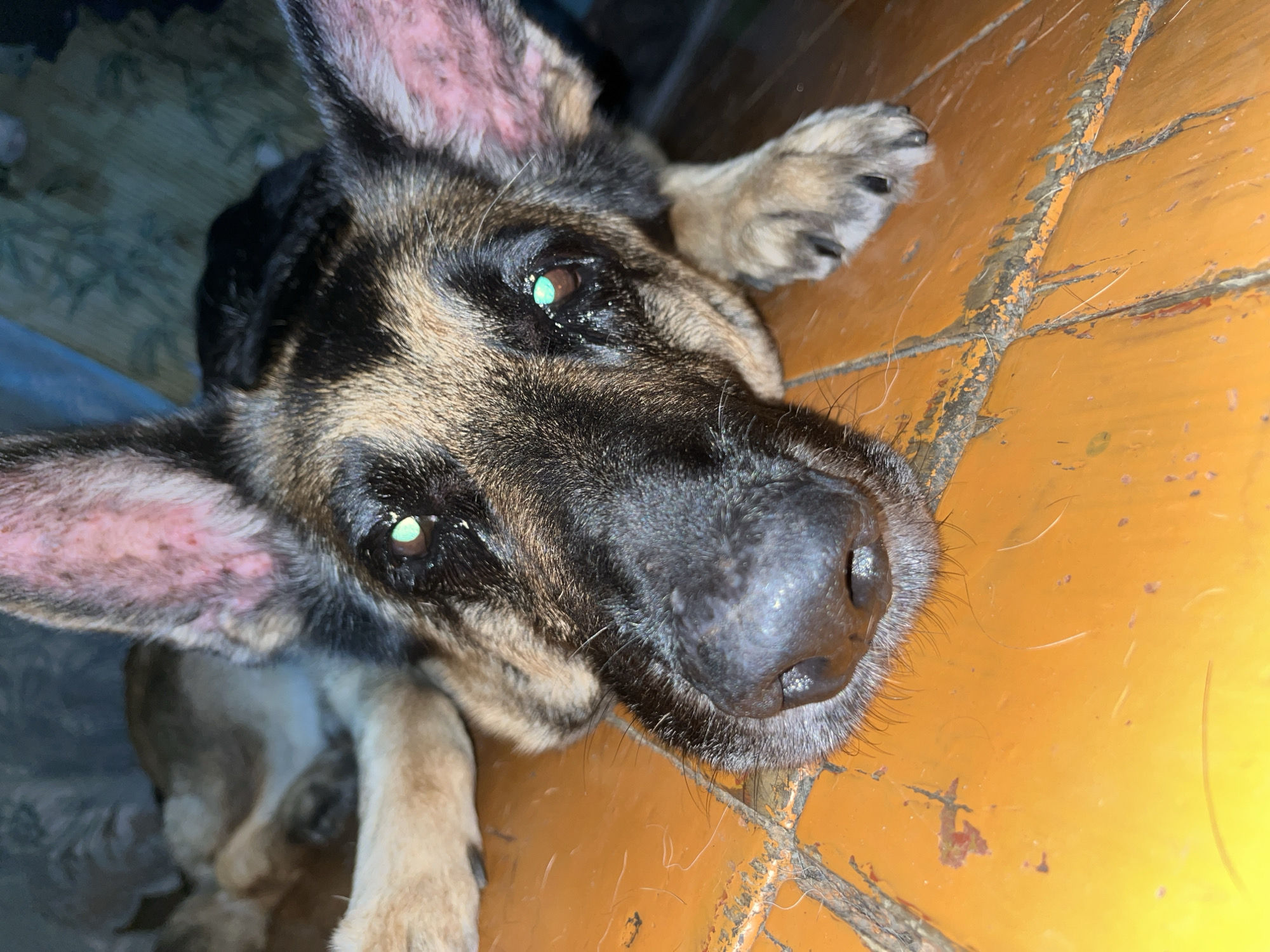 The image shows a close-up of a German Shepherd dog lying on a weathered orange floor. The dog's face is the primary focus, with its head resting down. Its eyes are open and reflecting a bright green light, possibly from a flash or ambient light source. The dog's ears are prominent, with the inner surfaces appearing pink and somewhat dry or irritated. The fur is typical of the breed, a mix of black, tan, and brown. The floor appears to be made of wooden planks with visible wear and tear, including scratches and chipped paint. In the background, a dimly lit, patterned surface is visible, possibly wallpaper or fabric. There is no indication of the city of Nizhny Tagil, Russia, in the image. The scene depicts a domestic setting with a dog.