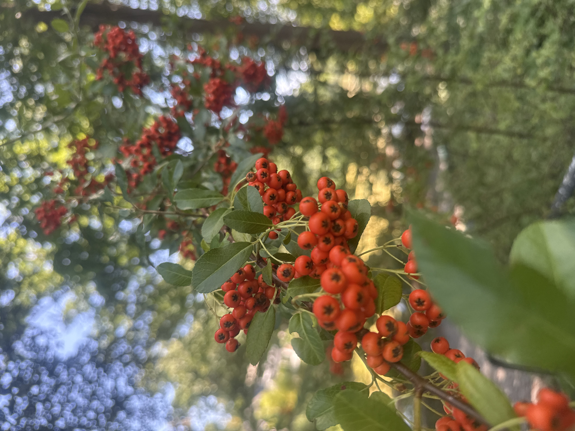 A close-up shot focuses on a branch of bright orange berries, likely from a Pyracantha shrub, on a tree. The berries are clustered tightly together, with some green leaves interspersed. The background is softly blurred with bokeh, showing dappled sunlight filtering through green foliage and hints of blue sky. The overall impression is a natural, outdoor setting. Without further context, the specific location in Berlin, Germany cannot be determined.