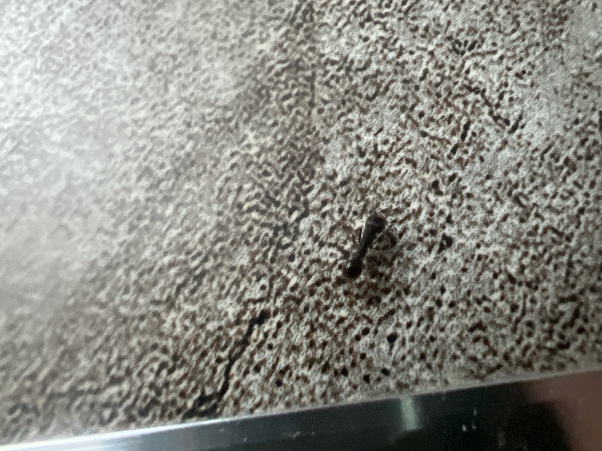 The image shows a close-up, angled view of a small, dark insect on a speckled, textured surface that appears to be a countertop or table. The insect is in focus, with its body segmented and its legs visible. The surface has a pattern of light and dark speckles. To the left of the insect, a sliver of a dark, reflective vertical edge is visible, possibly a cabinet or appliance. The lighting suggests an indoor environment. No specific location in a city is identifiable from the image.