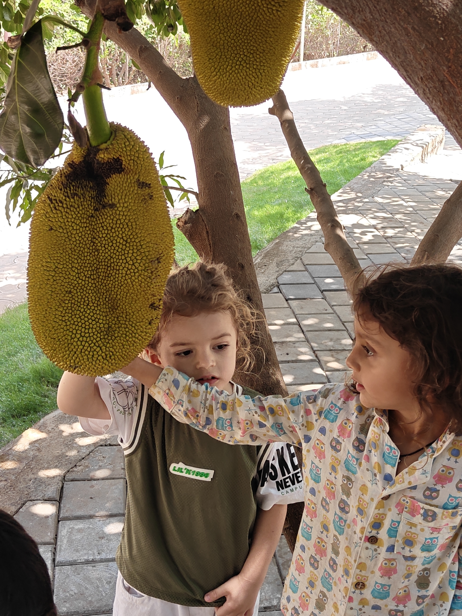 Two young children stand under a tree with large, yellow jackfruit hanging from its branches. The child on the left, with curly blonde hair, wears a green mesh jersey over a white shirt. The child on the right, with curly dark hair, wears a white button-down shirt patterned with colorful owls. The first child is touching the jackfruit with their hand while the other child is looking at them. The ground is paved with interlocking gray stones, and green grass is visible in the background. The setting appears to be outdoors in Kalote Mokashi, India.