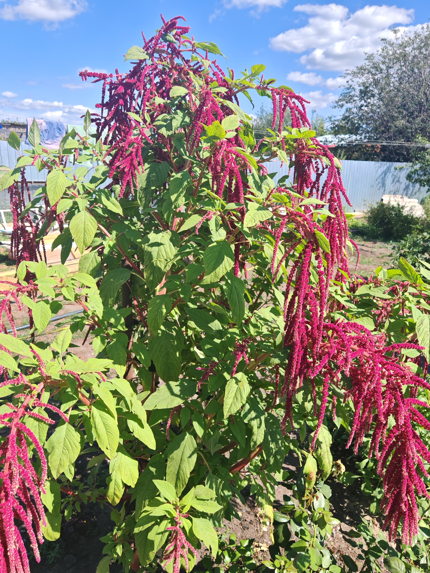 The image shows a close-up of a blooming amaranth plant with long, hanging, crimson flower tassels. The plant has large, green leaves and red stems. The background features a blue sky with white clouds, a grey metal fence, trees, and some laundry hanging on a clothesline. The scene appears to be outdoors in a garden or yard, likely in Chernakovo, Russia, given the context. There are no people visible in the image. The focus is on the amaranth plant and its vibrant flowers.