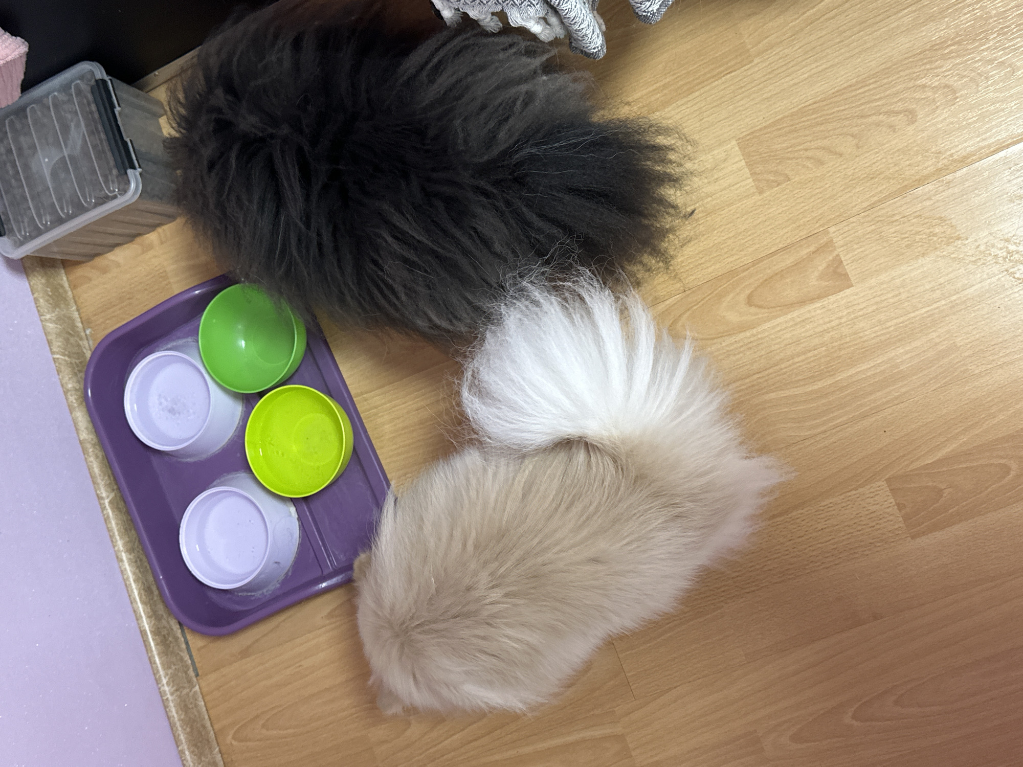 In an indoor scene with a light wood-plank floor, two fluffy dogs, one with a cream-colored coat and a white bushy tail, and another with a black coat, are positioned near a purple tray holding three pet bowls. Two of the bowls are white and contain a light purple liquid, while one is green and empty. To the right of the dogs and tray, a clear plastic storage bin with a dark lid is visible. The background features a wall with a light purple hue and a skirting board.