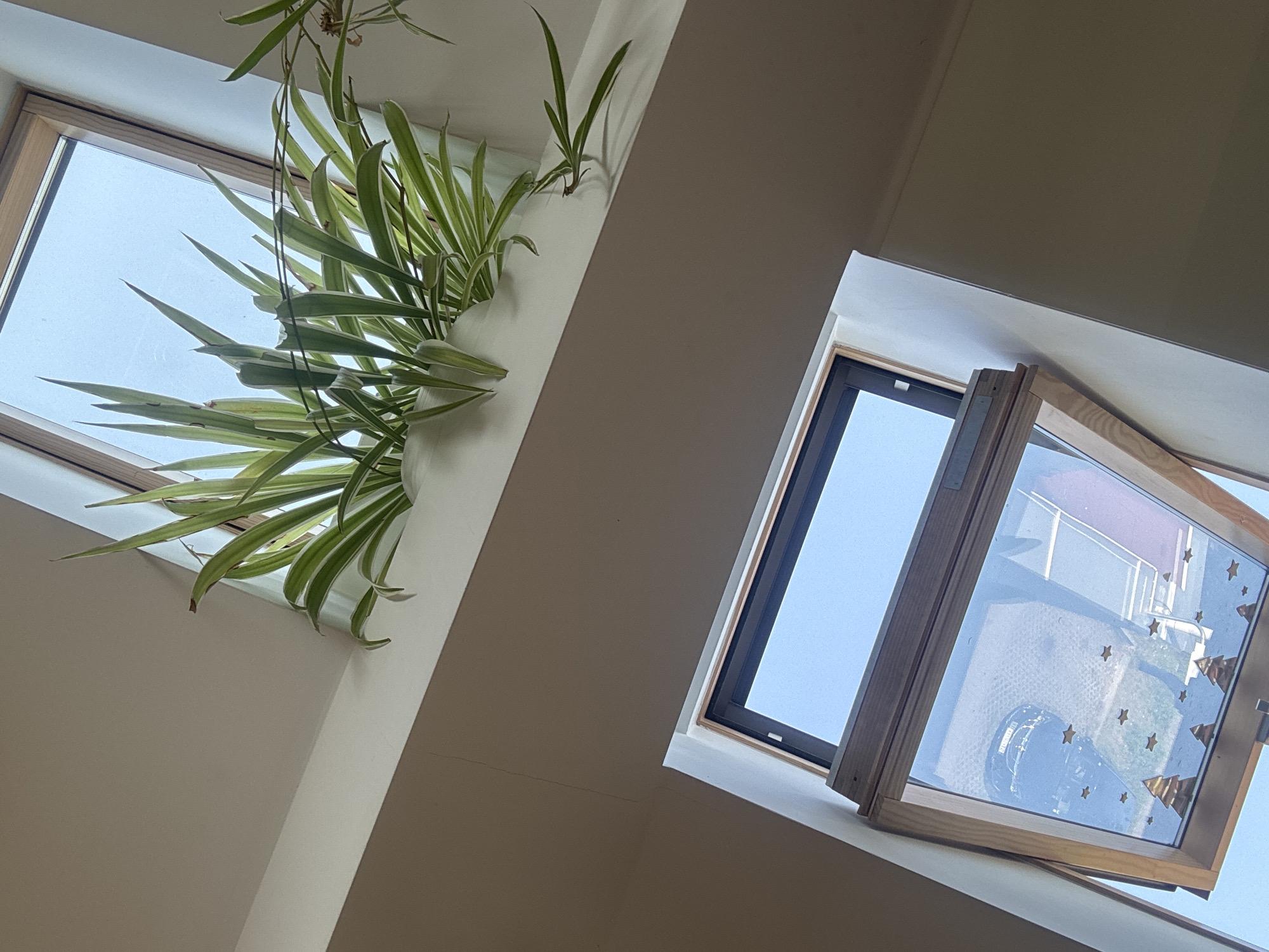 The image shows an interior view of a residential space, likely an attic or a room with a slanted ceiling, featuring two skylights. The upper skylight is partially obscured by a lush spider plant, its variegated green and white leaves cascading downwards. The plant sits in a white planter on a ledge. Below, a second skylight is open, angled upwards, revealing a clear blue sky. The glass of this lower skylight is decorated with small, festive cutouts resembling Christmas trees and stars. The walls are painted in neutral tones, with one section appearing a light beige and another a darker tan. The wooden frames of both skylights are visible. There are no people or animals in the image. The scene is devoid of any identifying markers that would suggest a specific location within Katowice, Poland.