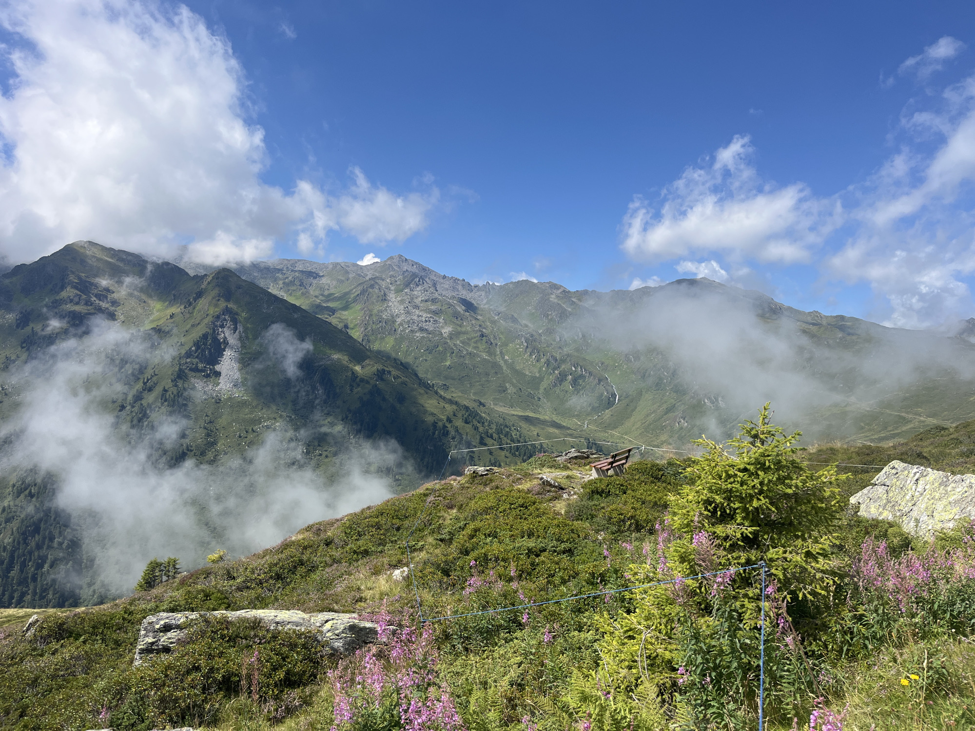 A high-angle, wide shot captures a mountainous landscape in Hippach, Austria, under a bright blue sky dotted with white clouds. The foreground is a vibrant green, undulating hillside covered in low-lying bushes, ferns, and scattered patches of vibrant purple flowers. A small evergreen tree stands prominently in the right-middle of the frame, surrounded by more greenery and flowers. To the left and right foreground, large grey rocks are visible. A thin blue string fencing runs across the middle ground, separating the immediate foreground from the descending slope. In the middle ground, a wooden bench with a backrest is situated on a small plateau, appearing to be a resting spot for hikers. Beyond the bench, the terrain drops off steeply into a valley. The middle and background are dominated by rugged, green mountains, some with rocky outcrops and scree slopes. Wisps of white fog and clouds weave through the valleys and cling to the mountainsides, partially obscuring distant peaks and creating a sense of depth and atmosphere. A faint waterfall is visible on a distant mountain face. The scene conveys a sense of natural beauty and tranquility, typical of a mountain hike.