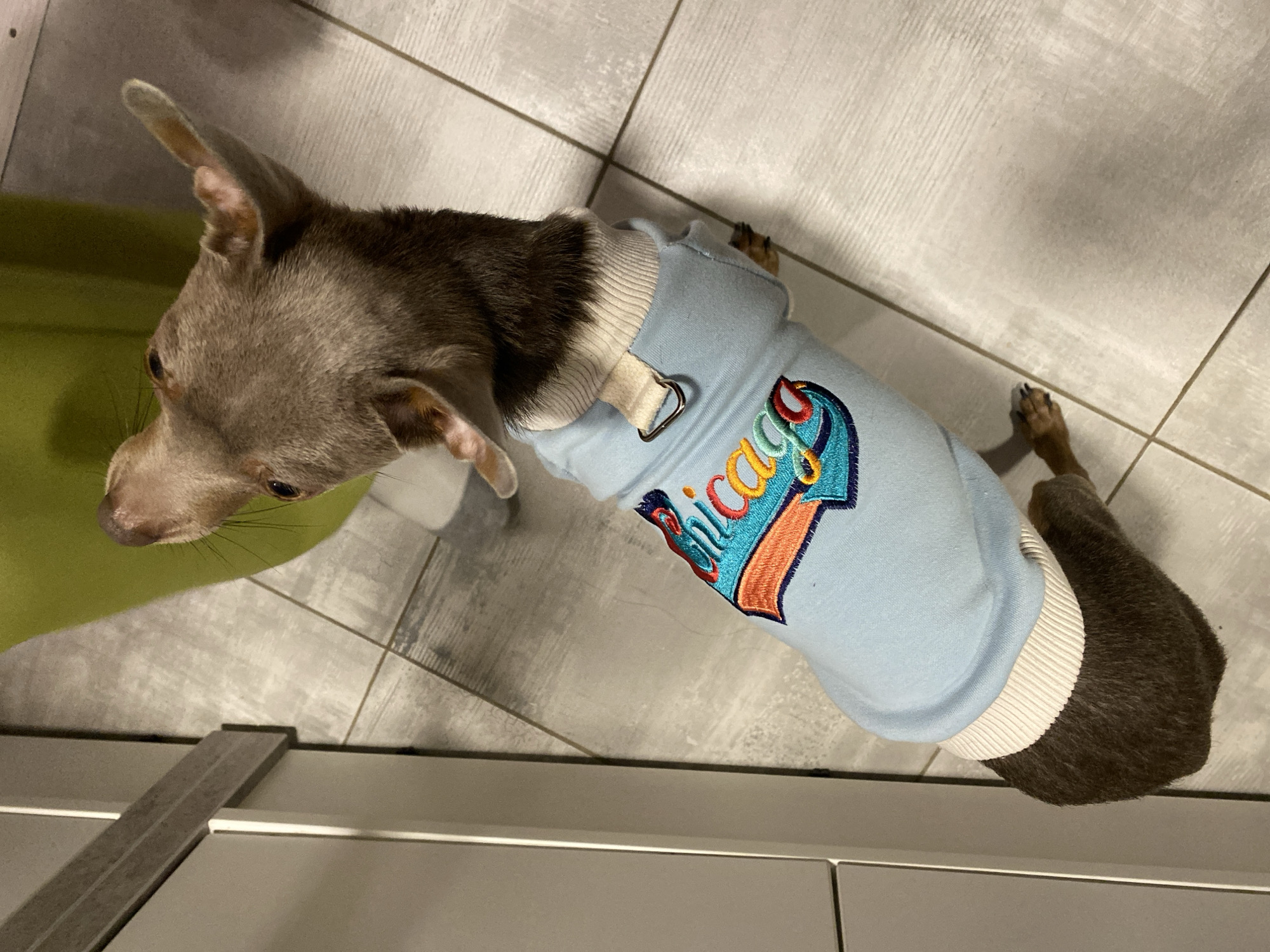 A small, short-haired dog is seen from an elevated perspective, wearing a light blue sweater with a "Chicago" emblem. The dog's fur is a combination of gray and brown. The dog is standing on a tiled floor of light gray squares. The dog is near a green, curved object and a gray, metallic structure with a flat top. There is no indication in the image that the location is Chaikovsky, Russia.