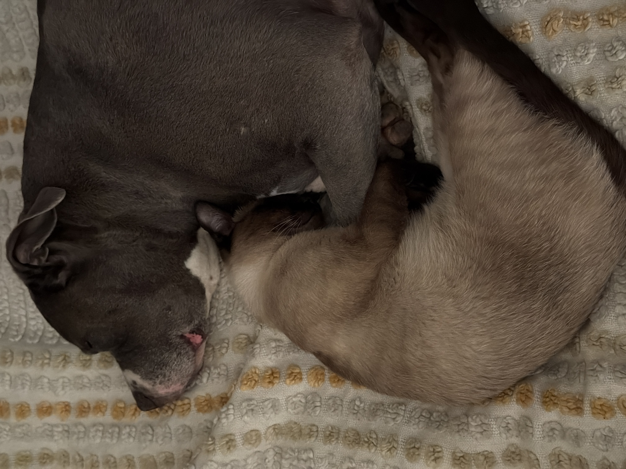 A gray pitbull-type dog and a Siamese cat are curled up together on a textured blanket. The dog's head is on the left side of the frame, and the cat is curled into a crescent shape on the right. The blanket has a repeating pattern of raised circles with yellow accents. The subjects are indoors, and the lighting appears soft and natural. There is no indication that this scene is in Esch-sur-Alzette, Luxembourg.