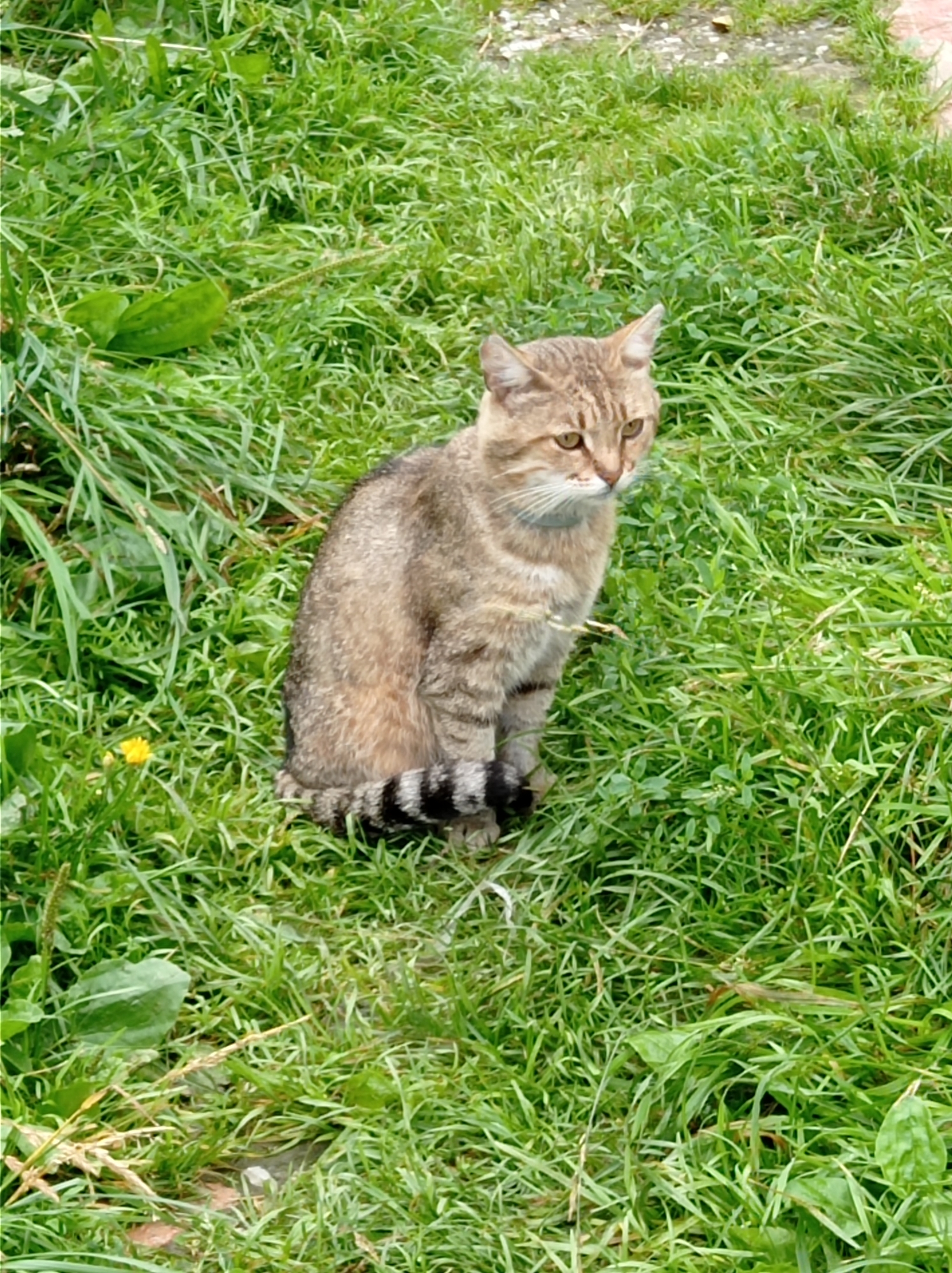 A tabby cat with striped fur sits in thick, green grass. The cat is facing right, with its tail curled around its body, also striped. A small yellow flower is visible in the grass to the left of the cat. The background consists of more grass and some gravel. The image does not provide any specific details about its location in the city of Degtyarsk, Russia.
