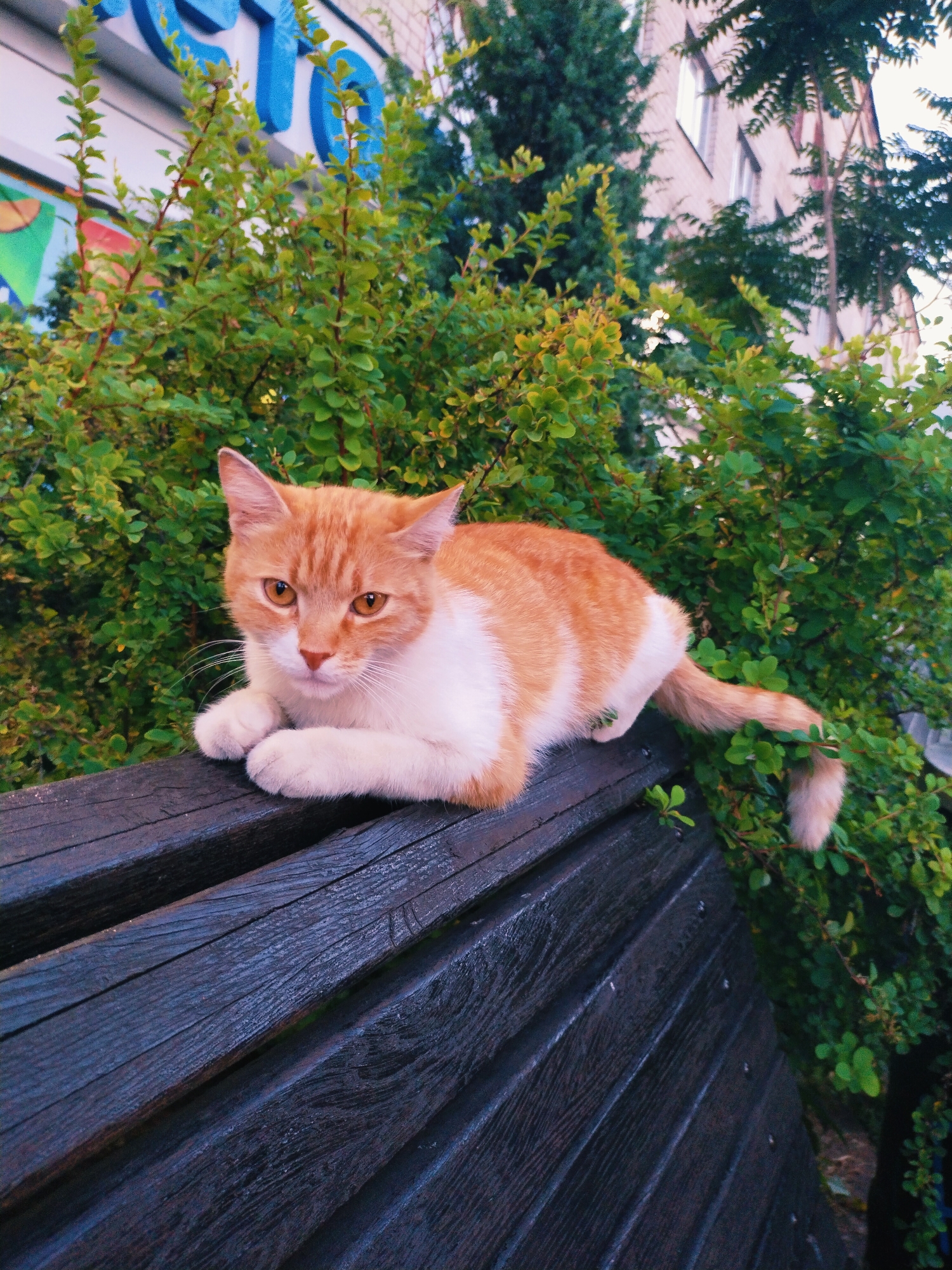 An orange and white cat is lying on a dark wooden bench. The cat is facing the camera with its paws tucked underneath. Behind the bench, there is a dense green bush. In the background, a building with windows is visible, along with some trees. The cat appears to be in a city environment. The image is taken from a slightly elevated angle. The scene is outdoors, possibly in a park or a residential area. The lighting suggests it is daytime.