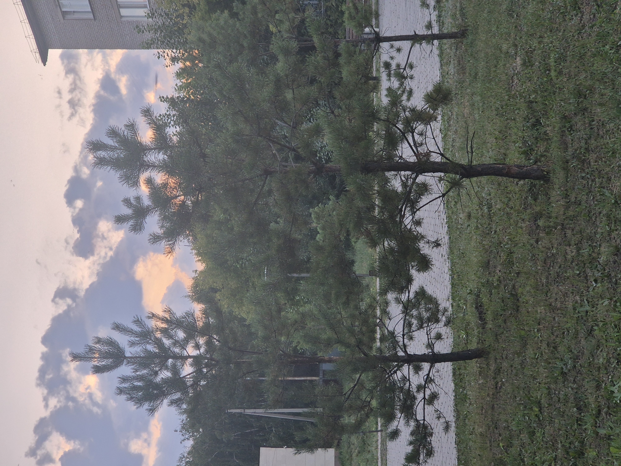 The image depicts a natural scene featuring three young pine trees in the foreground, with a paved walkway and grassy areas surrounding them. In the background, a dense forest provides a lush green backdrop, interspersed with power lines and poles. A multi-story brick building is visible on the right side of the frame, with visible windows. The sky above is filled with a mix of dramatic clouds, catching the warm hues of what appears to be a sunset or sunrise, with hints of orange and pink peeking through the grey. The overall atmosphere is serene and natural, with a touch of urban architecture on the periphery. This scene is located in the city of Kokshetau, Kazakhstan.