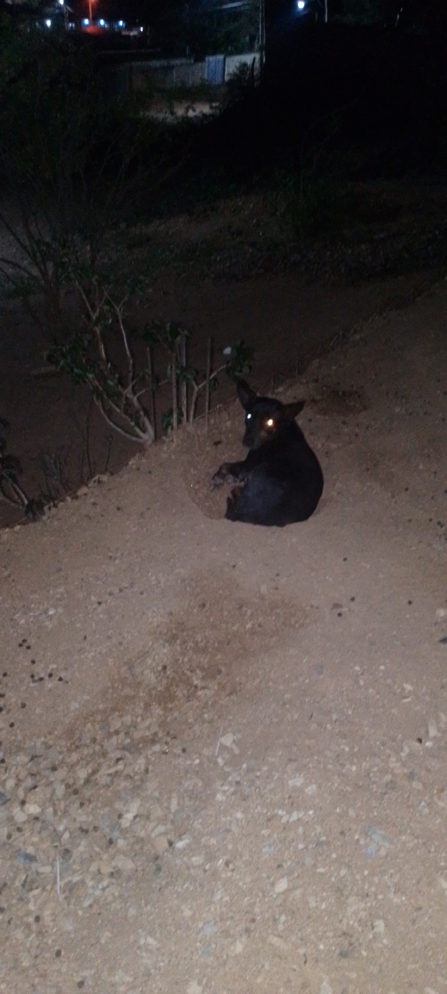 A black dog is lying on the ground at night, with its eyes reflecting the light. The dog is in the foreground, with some bushes behind it. In the background, there are some lights from a settlement, suggesting a location in or near the city of La Tagua, Venezuela. The ground is covered with dirt and small stones.
