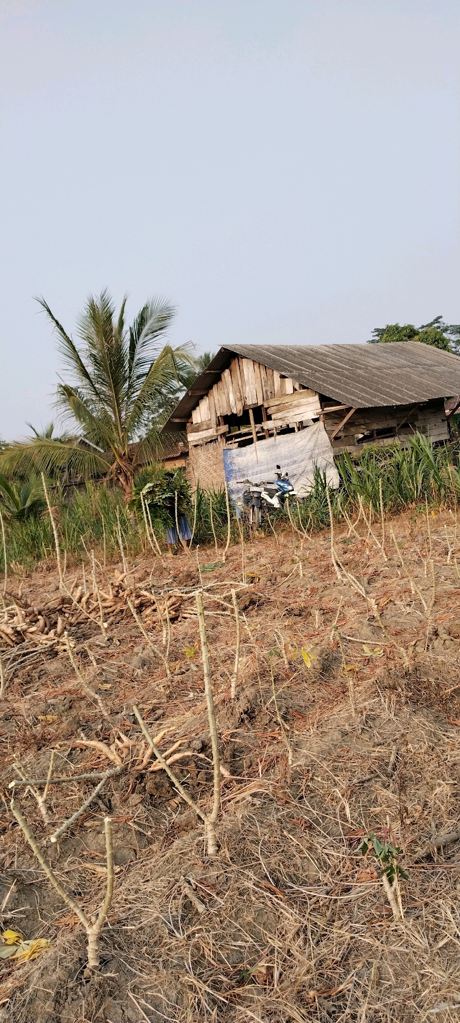 In Tanjung Ratu Ilir, Indonesia, a rural scene unfolds with a humble wooden structure situated behind a field of harvested cassava stalks. The structure, appearing weathered and in disrepair, features a corrugated metal roof and walls constructed from mismatched wooden planks. A blue tarp is draped across a portion of the building, and a motorcycle is parked near its entrance. To the left of the structure, a mature palm tree stands tall, its fronds reaching towards the clear sky. The foreground is dominated by rows of dried cassava stems and roots, indicating recent harvesting. A person, partially obscured by foliage, is seen carrying a bundle of green leaves. The ground is dry and appears to be soil with scattered dry grass and debris. The overall environment suggests an agricultural area with basic infrastructure.
