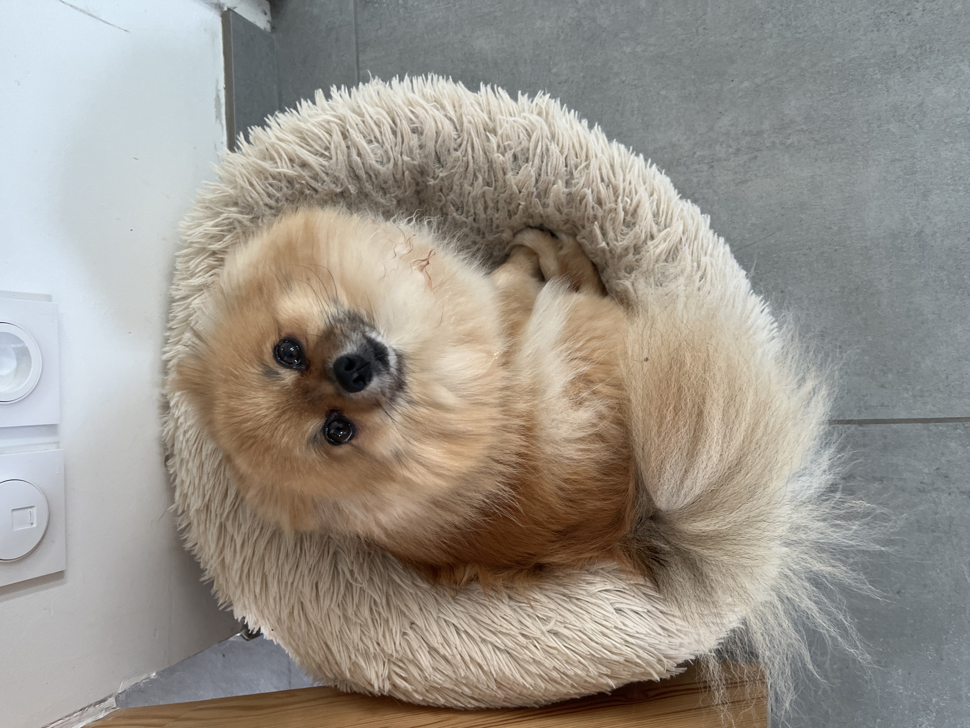 A small, tan and cream-colored Pomeranian dog is observed curled within a circular, light beige faux fur dog bed. The dog is positioned centrally in the frame, gazing upward directly at the viewer with dark, reflective eyes. Its front paws are tucked beneath its chest, and its fluffy tail is curled around its lower body. The dog bed rests on a grey, textured floor, likely tiled or concrete. In the upper background, a white wall is visible, featuring two white wall-mounted electrical or communication outlets, one rectangular and one circular. A vertical strip of light wood paneling or furniture is partially visible on the left side of the frame. The scene is illuminated by an overhead light source, casting subtle shadows. This scene is located in Chambœuf, France.