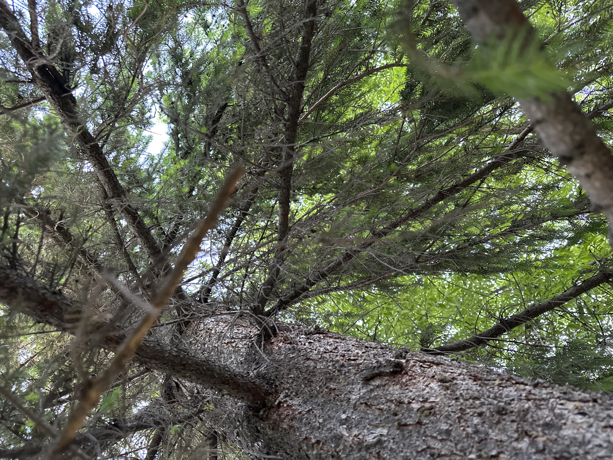 The image depicts a view looking upwards into the canopy of a coniferous tree. The trunk of the tree is thick and textured, with a rough, gray-brown bark. Branches extend upwards and outwards, supporting dense clusters of green needles. Other trees with green leaves are visible in the background. The location is Unknown, Unknown. There are no people present in the scene.