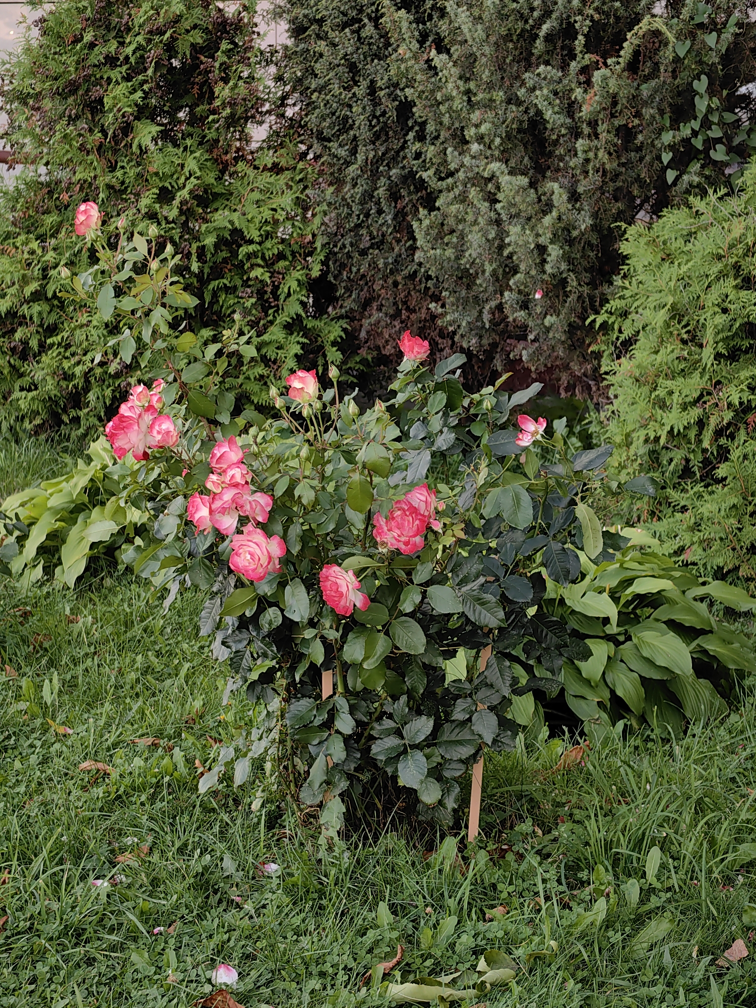 This is a medium shot, eye-level photograph of a rose bush with pink and white flowers in bloom, situated in a garden. The rose bush is the primary subject, occupying the center of the frame. Its branches are laden with numerous flowers, some fully opened and others in bud. The petals of the flowers exhibit a gradient of color, transitioning from white at the base to pink at the edges. The leaves of the rose bush are dark green and appear healthy.
Behind the rose bush, a dense backdrop of evergreen trees, likely conifers, is visible. To the left and right of the rose bush, large-leafed plants with broad, green leaves are growing. The ground is covered in lush green grass, with a few fallen rose petals scattered on it. A thin, wooden stake is propping up one of the rose branches. The overall environment suggests a well-maintained garden or park.
The lighting appears to be natural daylight, casting soft shadows. The image quality is good, with clear focus on the rose bush and its flowers. There are no people or animals visible in the image. The setting could be a residential garden, a public park, or a botanical garden. Given the vegetation and gardening style, it is plausible that this scene is located in Minsk, Belarus, a city known for its green spaces and parks.