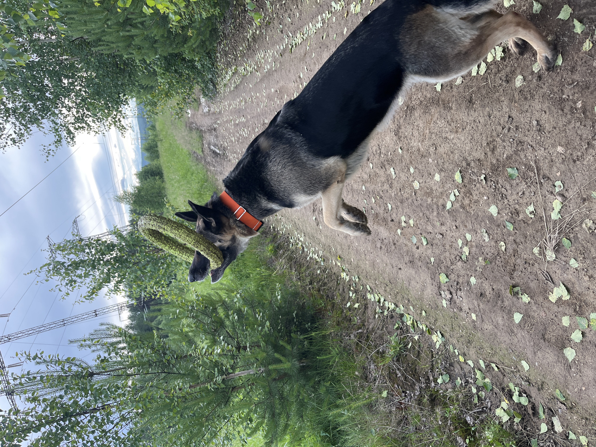 An adult German Shepherd is in mid-air, jumping to catch a green ring-shaped toy. The dog is wearing an orange collar. It is on a dirt path that winds through a wooded area with tall trees and green foliage. In the background, there are large power lines and towers. The ground is covered with fallen leaves. The overall environment suggests a rural or semi-rural setting, possibly on the outskirts of Nizhny Tagil, Russia, where such power line corridors are common. The sky is overcast.