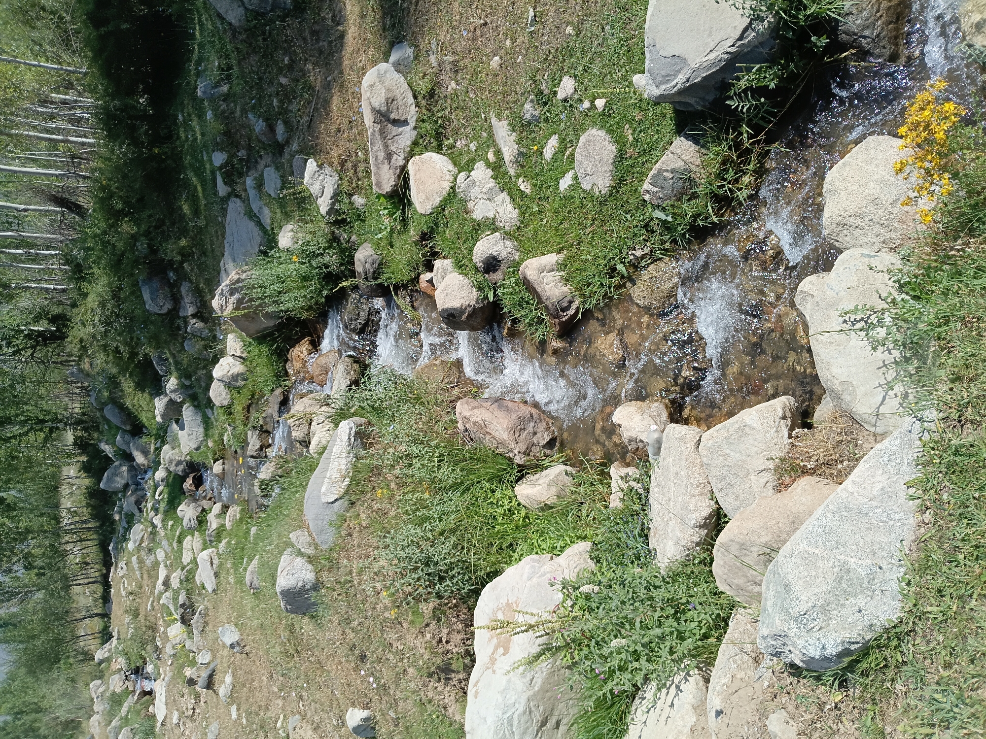 The image shows a natural scene in Kashkarona, Tajikistan. A shallow, rocky stream flows through a landscape covered in grass and scattered boulders. The water is clear and appears to be flowing over a bed of stones and pebbles. Lush green grass and various plants grow along the banks of the stream, with some larger rocks interspersed. In the background, a dense line of trees with light-colored trunks forms a backdrop, suggesting a forested area. The lighting indicates it is daytime, with sunlight illuminating the scene and casting shadows. There are no visible people or animals in the image, and the overall impression is one of a serene, natural environment.