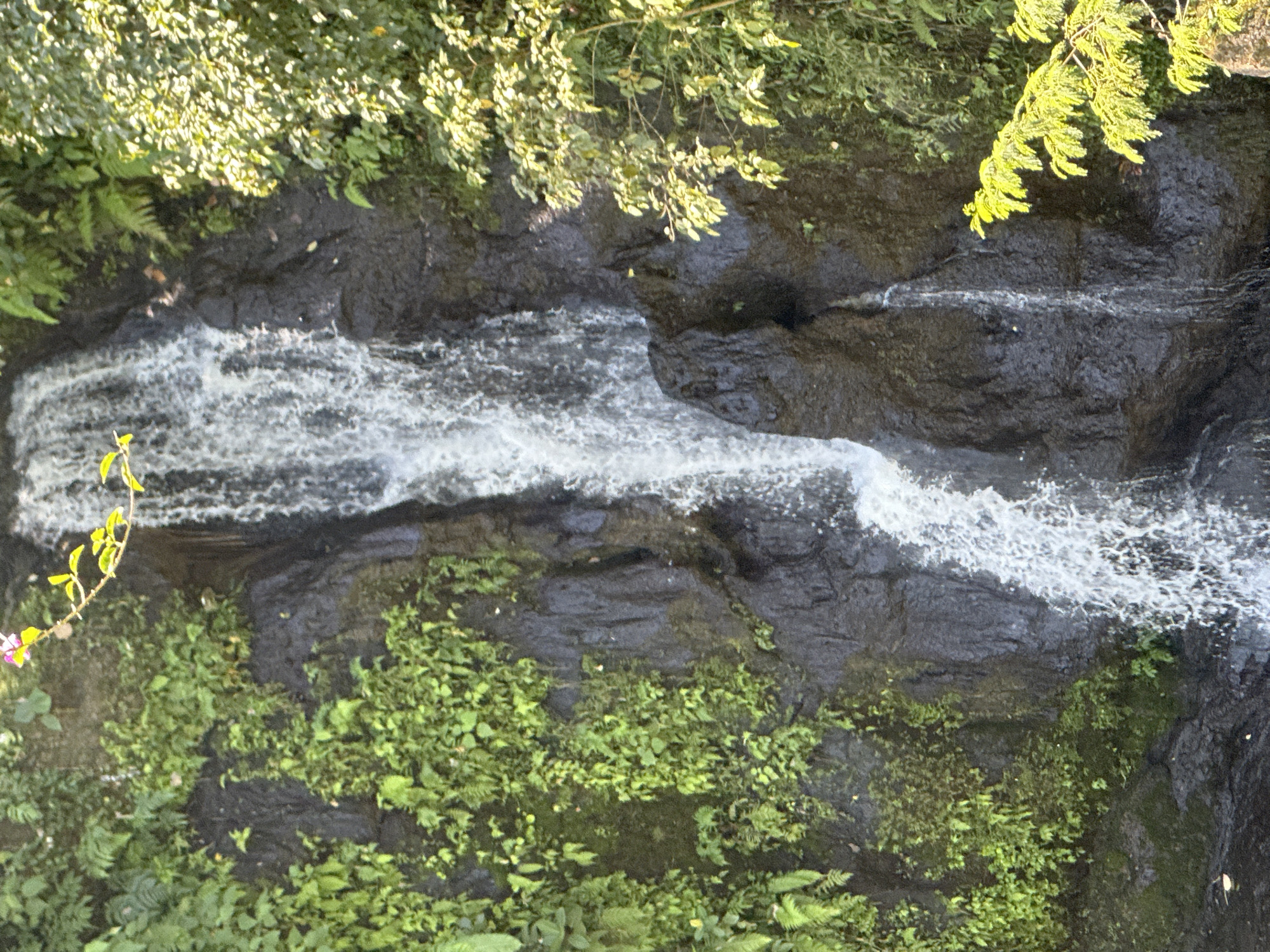 The image shows a narrow, cascading waterfall flowing down a dark, rocky cliff face. Lush green vegetation, including ferns and other leafy plants, grows abundantly on the rocks to the left and right of the waterfall, with some vines trailing down. A branch with bright green leaves and a few small purple flowers extends from the upper left towards the waterfall. Sunlight illuminates the foliage and highlights the spray of the water. The scene appears to be a natural landscape, likely in an outdoor setting. The image does not contain any people or visible man-made structures, suggesting it is a depiction of a natural environment. The provided location information, "city of Blahbatuh, Indonesia," suggests this natural scene is situated in that geographical area.