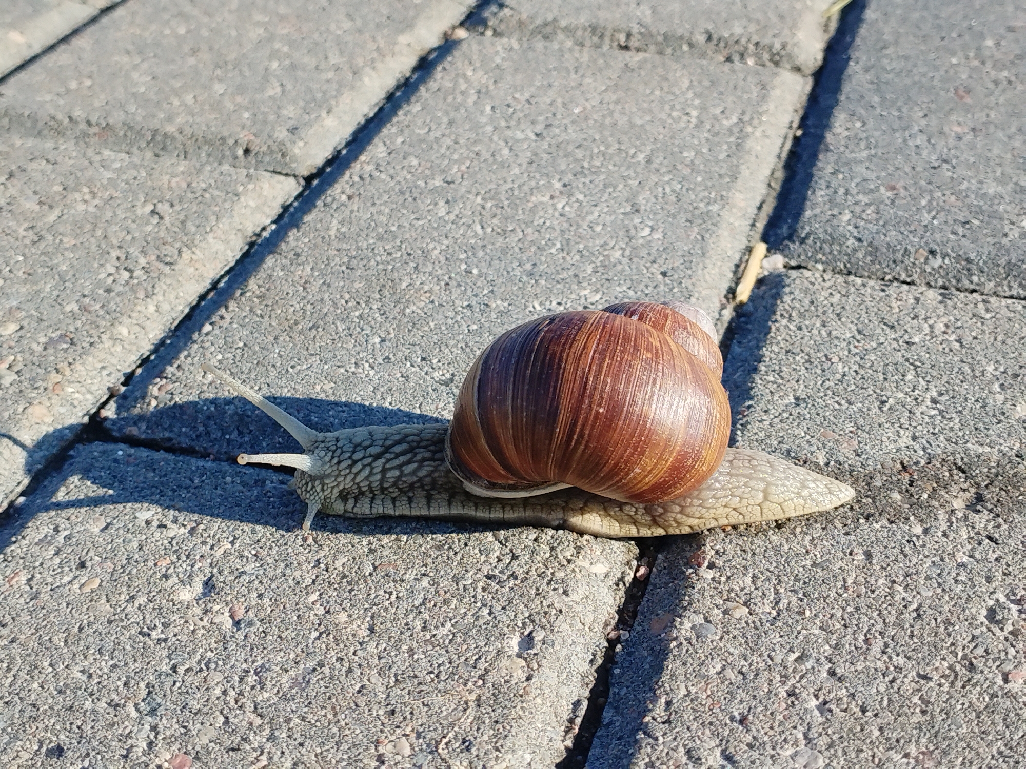 A garden snail is pictured crawling across a sidewalk made of grey rectangular pavers. The snail's shell is brown and spiraled, and its body is a pale, textured grey. The snail is facing left, with its antennae extended. The sun casts a shadow of the snail on the pavers to its left. The image is a close-up shot, focusing on the snail and the texture of the pavers. There are no people or other animals visible in the frame. The scene appears to be outdoors, in a public space. The image does not provide any specific details that would allow for localization within the city of Minsk, Belarus.