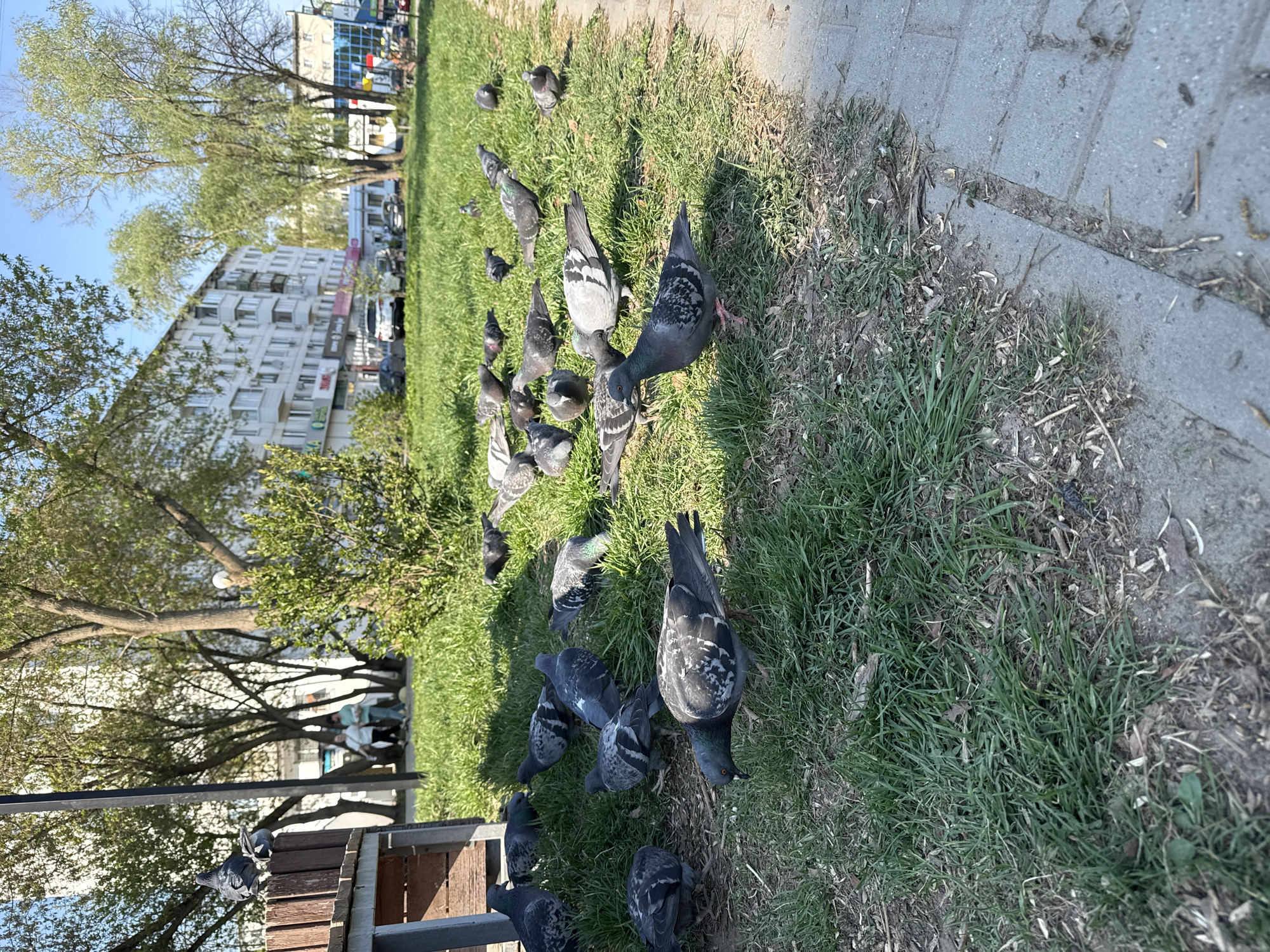 A daytime outdoor scene shows numerous pigeons foraging in a grassy area adjacent to a paved walkway in Unknown. The birds are predominantly gray with some displaying iridescent feathers around their necks. The grass appears to be a mix of green and dry patches. In the background, there are trees, buildings, and parked vehicles, suggesting a park or urban setting. The scene is lit by sunlight, casting shadows in various directions. A wooden structure is visible in the lower left of the image.
