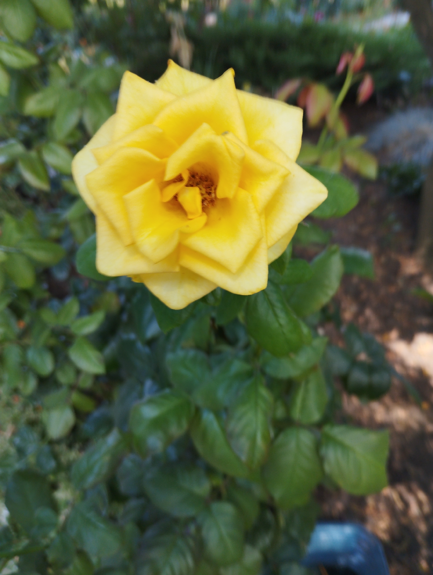 A vibrant yellow rose blooms prominently in the foreground, its petals unfurling in a tight spiral. The rose is surrounded by lush green foliage. The background is softly blurred, hinting at an outdoor setting with hints of soil and other greenery. The image was taken in the city of Chornomorsk, Ukraine.