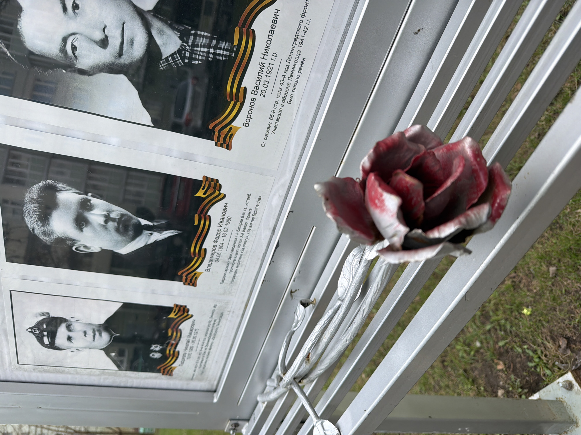 The image displays a tilted view of an outdoor memorial or tribute, likely commemorating veterans. The central subjects are three framed black and white portraits of men, arranged vertically on a metal display stand. Each portrait features a St. George's Ribbon graphic, a symbol of military valor in Russia, along its right side.
The top visible portrait is of **Воронов Василий Николаевич (Voronov Vasily Nikolaevich)**, born March 20, 1921. He was a Senior Sergeant in the 65th Rifle Regiment, 43rd Cavalry Division of the Leningrad Front, participated in the defense of Leningrad from 1941-42, and was severely wounded.
The middle portrait shows **Владимиров Федор Иванович (Vladimirov Fedor Ivanovich)**, who lived from June 4, 1904, to March 16, 1990. He served as a Guards Sergeant and Deputy Gunner of the 4th battery of the 6th Guards Anti-tank Artillery Regiment of the 3rd Belorussian Front, awarded medals "For Courage" and "For the Capture of Budapest."
The bottom portrait is of **Подрезков Николай Макарович (Podrezkov Nikolai Makarovich)**, who lived from May 18, 1909, to September 9, 1976. The accompanying text for him is largely illegible.
A prominent feature is a red and silver metallic rose, with a detailed stem and leaves, intertwined with the horizontal bars of the display stand on the right side of the frame. The stand itself is made of light-colored metal bars. In the background, green grass and patches of dirt are visible, suggesting an outdoor setting like a park or public square in Saint Petersburg, Russia. The bright, possibly overcast, daytime lighting illuminates the scene, conveying a solemn and respectful atmosphere of remembrance.