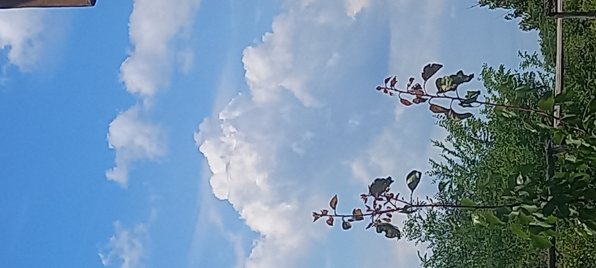 The image displays an outdoor scene under a clear blue sky, partially obscured by scattered white cumulus clouds. A large, well-defined cumulus cloud formation dominates the central upper portion of the frame. In the foreground and mid-ground, two slender plant stalks, possibly young trees or saplings, extend upwards with sparse, reddish-brown stems and green leaves. Below these plants, a dense horizontal band of vibrant green deciduous foliage, comprising various trees and bushes, occupies the lower third of the image. A faint, light-colored horizontal structure, possibly a fence or beam, is visible amidst the greenery in the mid-ground. A small segment of a dark, rectangular architectural or structural element is present in the upper right corner. This scene is located in the city of Kryvyi Rih, Ukraine.