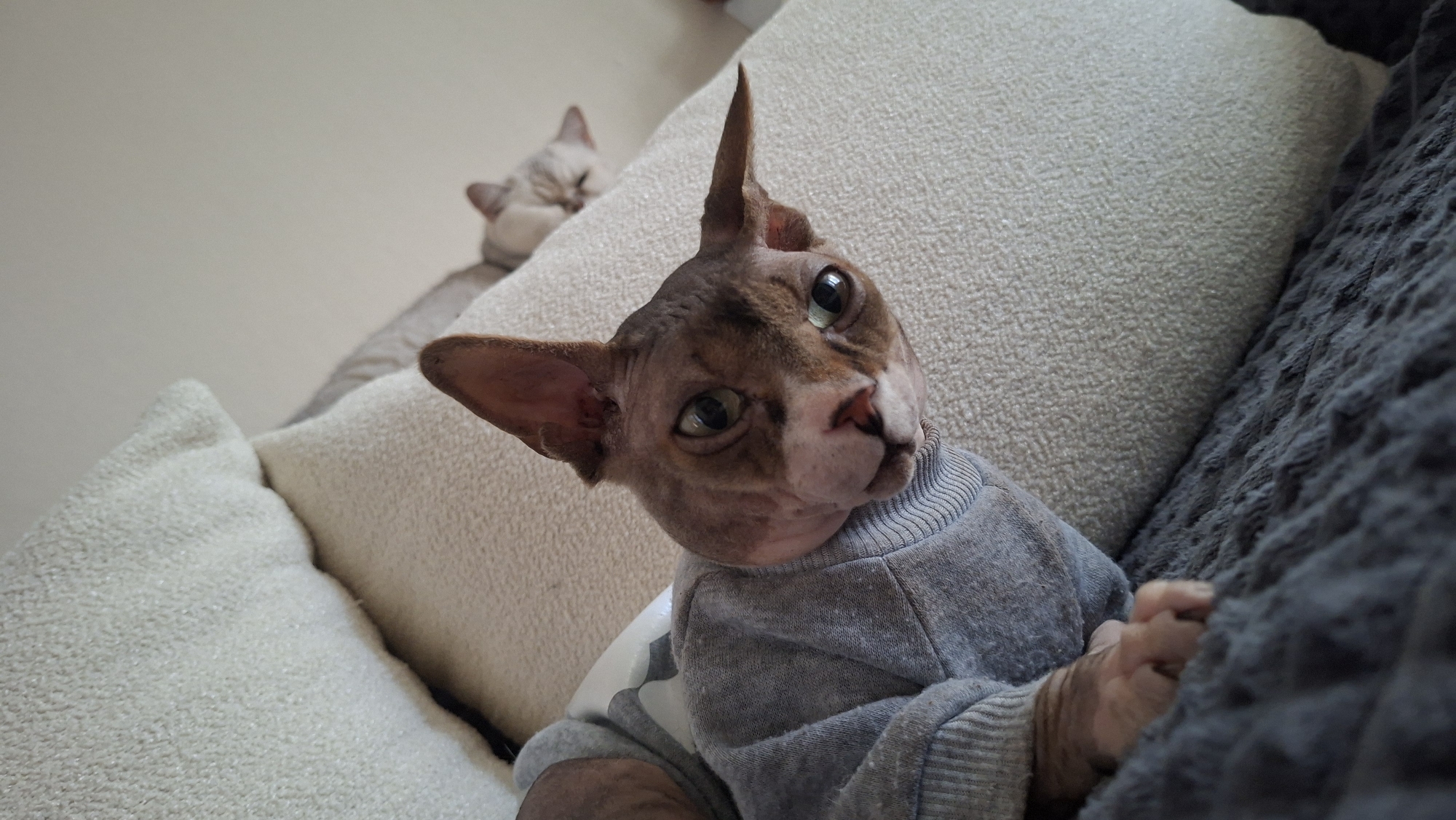 An indoor, close-up, eye-level shot shows a hairless cat wearing a grey sweater. The cat is lying on a grey textured blanket, with its head tilted towards the camera. It has a brown and grey mottled coat, large ears, and green eyes. Behind the cat, two white textured pillows are visible. Further in the background, another cat with light grey fur is resting on the pillows, facing away from the camera. The scene appears to be on a couch or bed. The image does not contain information about the city of Myadzyel, Belarus.