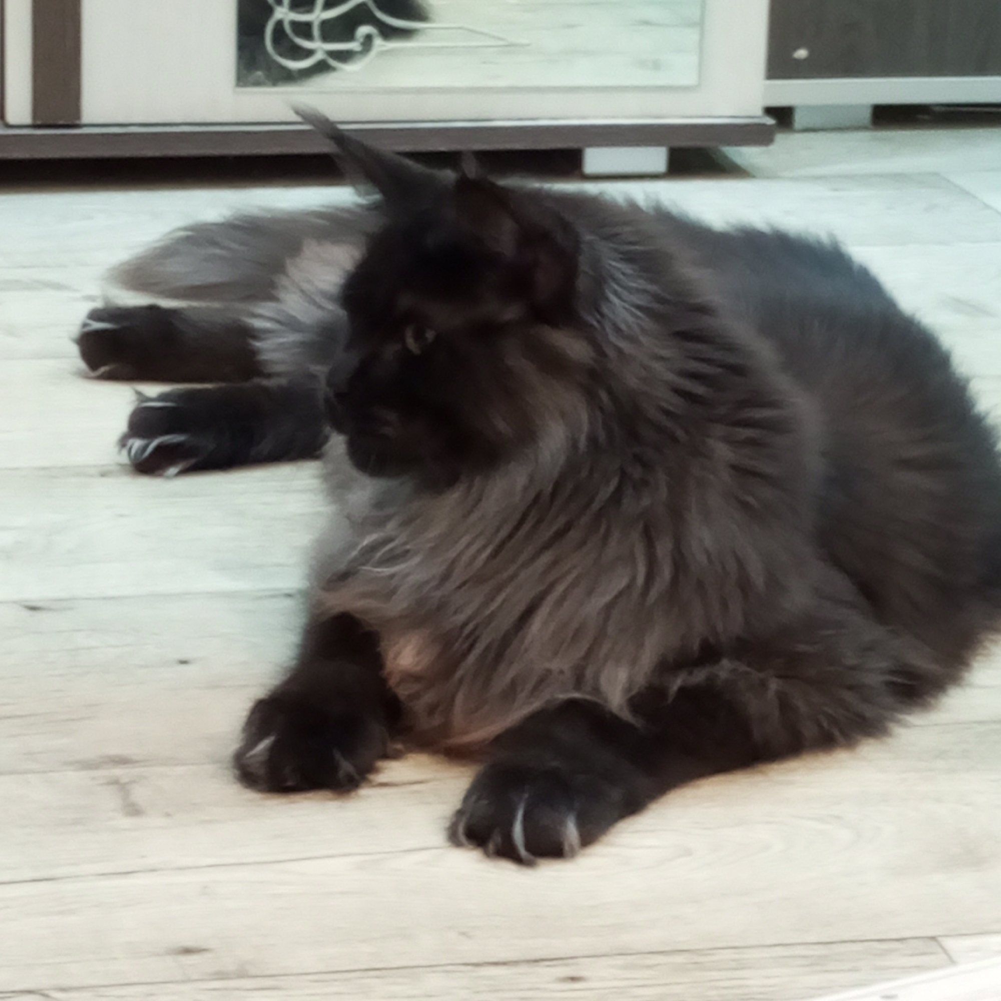 A black, long-haired cat is lying on a light-colored wooden floor. The cat is facing to the left of the frame with its body curled slightly. Its paws are visible and tucked in. The background shows a part of a room with furniture, including a cabinet with a reflective surface, likely a mirror or glass, which shows some indistinct patterns. The lighting suggests an indoor setting. There is no information available regarding the location in the city of Chaikovsky, Russia.