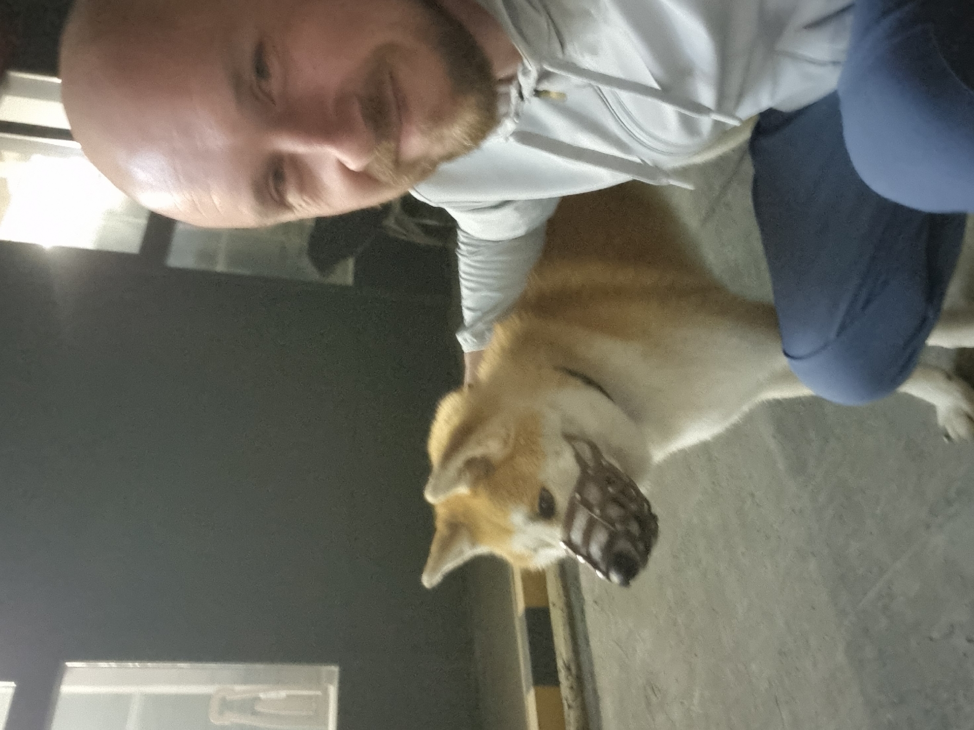 A bald man with a short beard, wearing a white hooded sweatshirt and light blue trousers, kneels beside a tan and white Akita dog wearing a muzzle. The setting appears to be indoors, possibly a parking garage. There is no evidence to support the location being in Sochi, Russia.