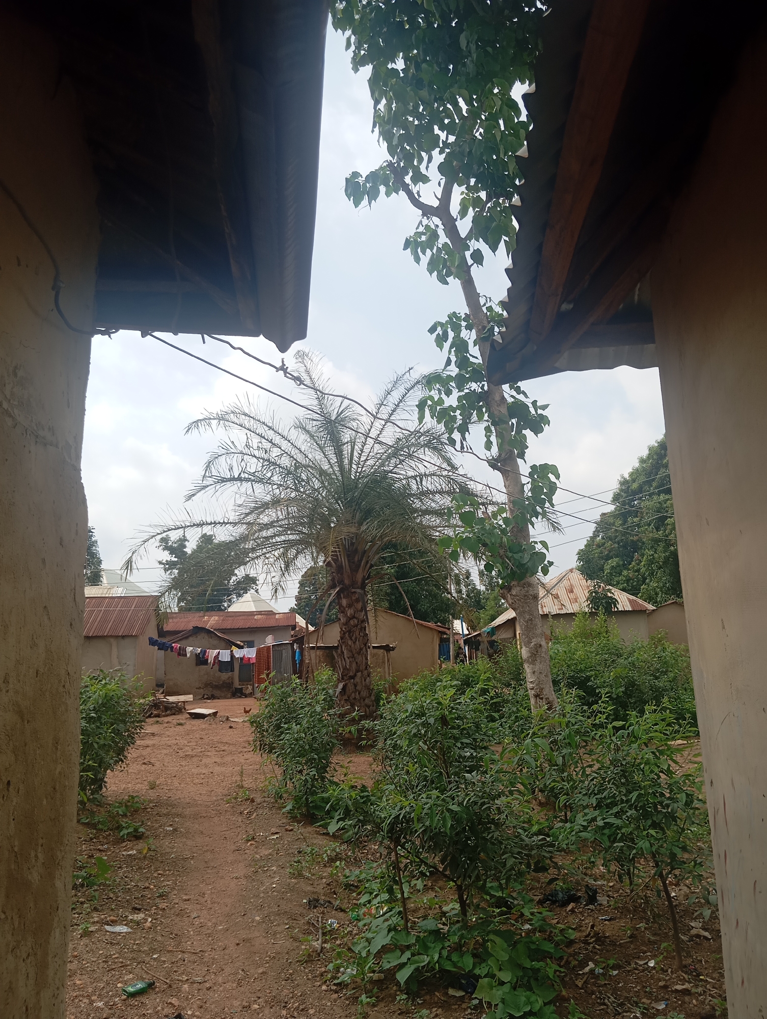 In Karsana 2, Nigeria, this image captures a view through two buildings, revealing a narrow dirt path leading into a residential area. To the left and right, unfinished mud or concrete walls form an entryway. Overhead, corrugated metal roofs extend outwards, partially obscuring the sky. A prominent date palm stands tall in the middle ground, its fronds fanning out. Beyond the palm, a cluster of small, tin-roofed houses are visible. Laundry is strung on a line outside one of the dwellings, with various articles of clothing hanging to dry. Several trees and dense green foliage are scattered throughout the scene, suggesting a semi-rural or developing urban environment. The ground is uneven, with loose soil and scattered debris, including a green plastic bottle. A small chicken can be seen walking on the path. The sky is overcast, with diffused light.