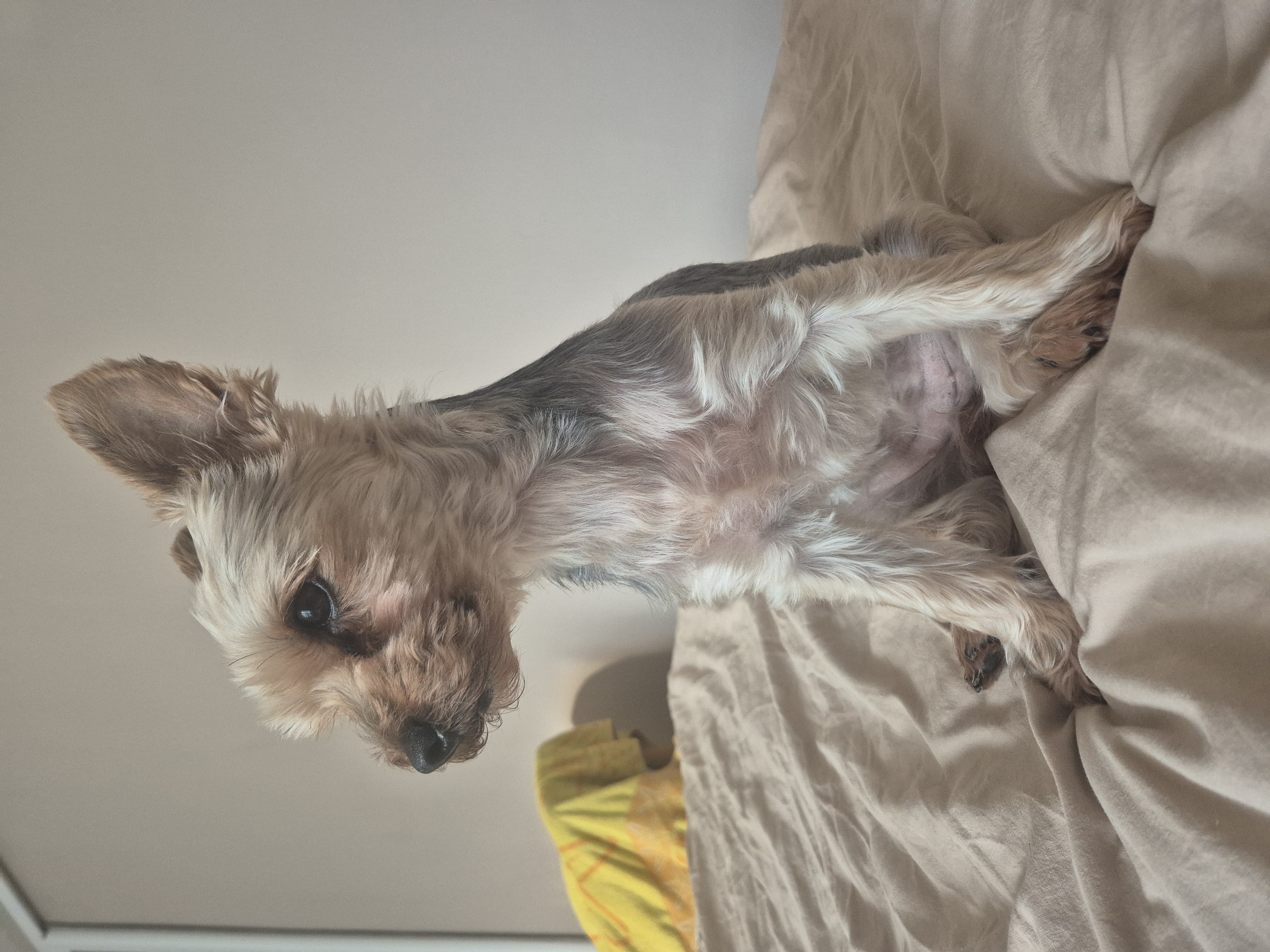 A close-up, slightly angled, shot of a Yorkshire Terrier dog on a light-beige colored bed. The dog's head is oriented toward the left side of the image, with its body stretched diagonally across the frame. The dog has long, light-colored fur, with darker gray patches on its back. The underbelly is visible, and there is a hint of yellow fabric peeking out from beneath the dog and the bed. The background is a plain, light-colored wall. The image provides no information about location, including Pavlikeni, Bulgaria.