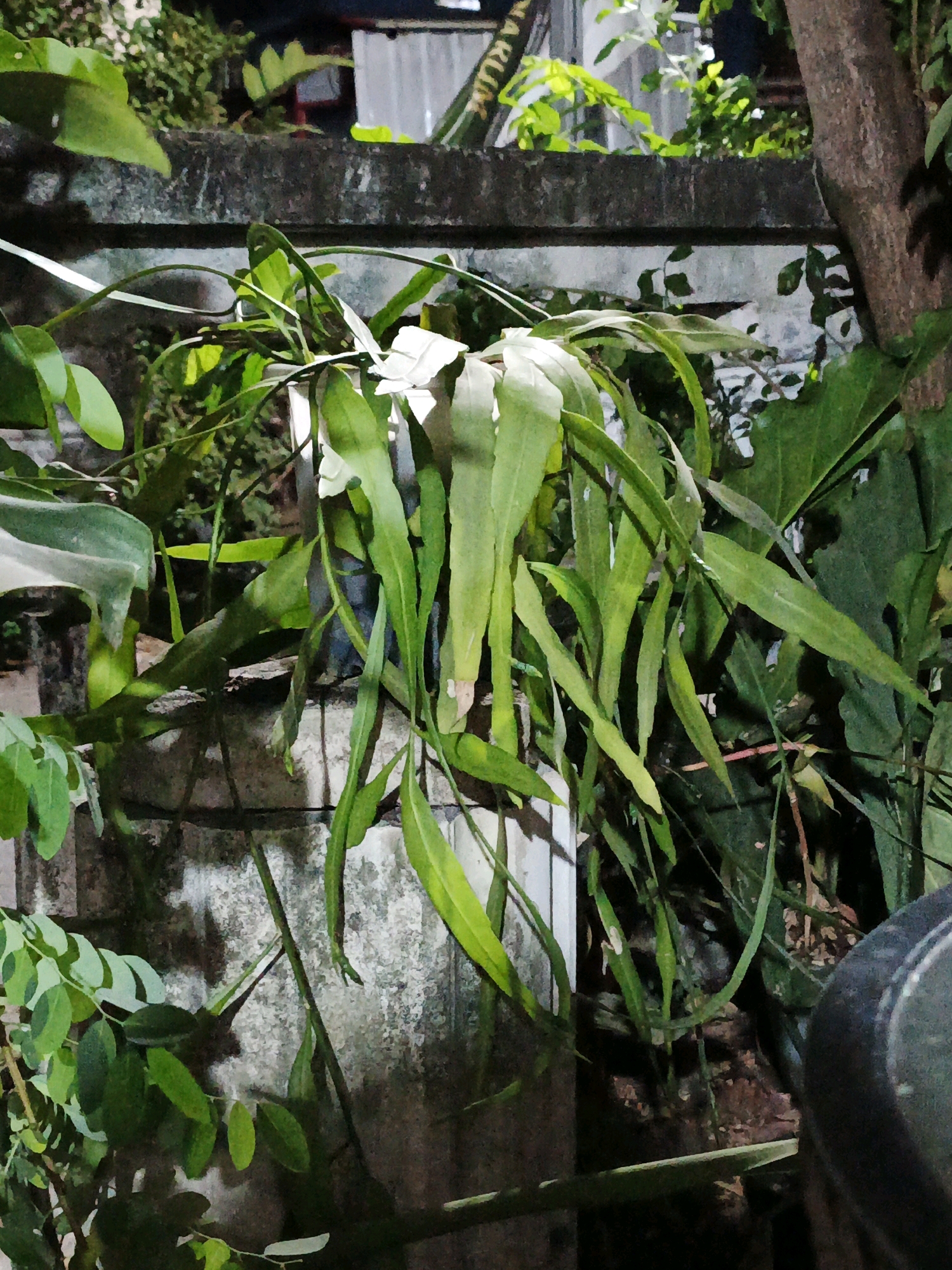 In the city of Ketegan, Indonesia, a plant with long, green, succulent leaves is growing out of a black plastic bag that rests on top of a weathered concrete structure. The plant's leaves hang downwards, some reaching almost to the ground. Behind the plant, a rough concrete wall forms the background, with faint markings and texture visible. In the upper portion of the image, there are glimpses of other greenery and a portion of a tree trunk on the right side. The overall scene suggests an outdoor setting, possibly a garden or yard, with natural light filtering through the foliage, creating shadows and highlighting the different textures.