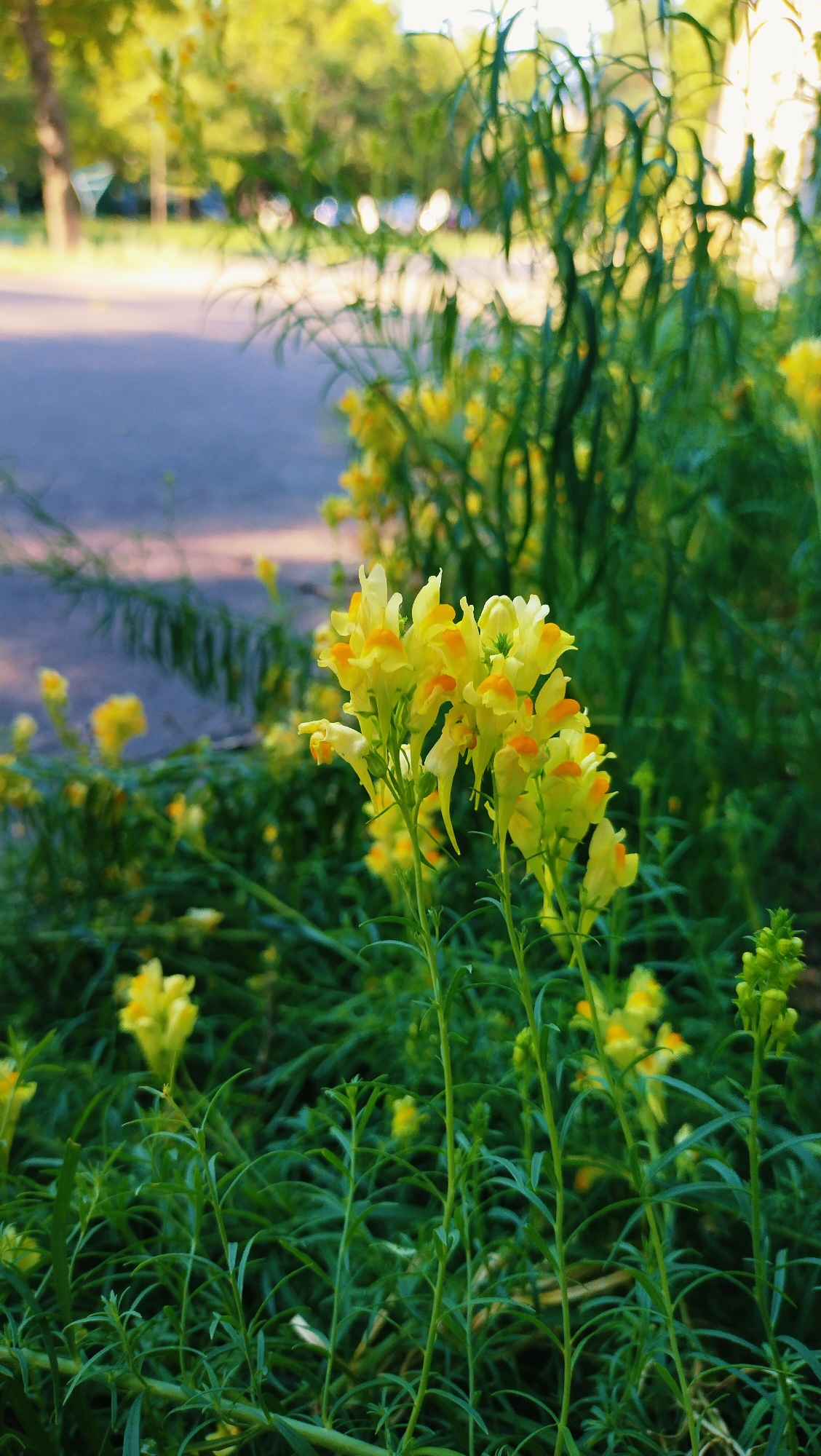 In the city of Horishni Plavni, Ukraine, a close-up shot captures a cluster of bright yellow flowers with orange markings, likely toadflax, growing along a paved path. The flowers are in focus, their delicate petals and stems clearly visible. In the background, the path blurs into a soft purple hue, suggesting it might be dusk or dawn. Beyond the path, lush green foliage and trees create a natural, somewhat blurred backdrop. The overall scene is one of serene natural beauty, with the vibrant flowers offering a striking contrast to the muted tones of the surrounding environment. There are no people or animals visible in the image.