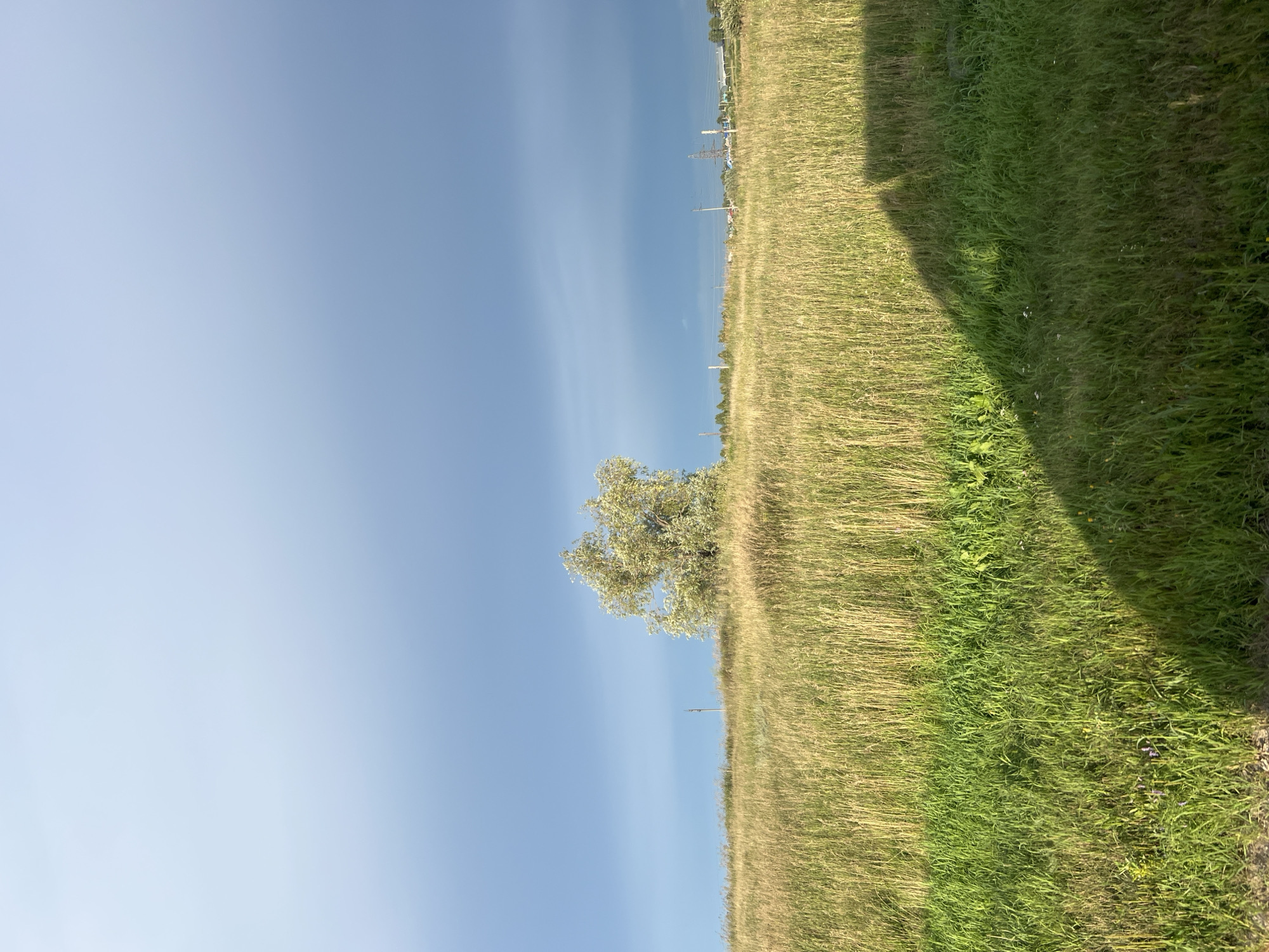 A wide, low-angle shot captures a landscape with a vast expanse of tall, golden-brown grass stretching towards the horizon. In the middle ground, a single, small tree with pale green foliage stands out against the grass. The sky above is a gradient of pale blue at the top, transitioning to a darker, more muted blue with visible cloud formations towards the horizon. In the far distance, a line of trees and structures, possibly including utility poles and a power line tower, are faintly visible. The foreground shows a patch of shorter, vibrant green grass, with a distinct shadow cast diagonally across it from the right side of the frame, suggesting the presence of an unseen object. The scene appears to be an open, undeveloped area, characteristic of the outskirts of a rural or semi-rural settlement.